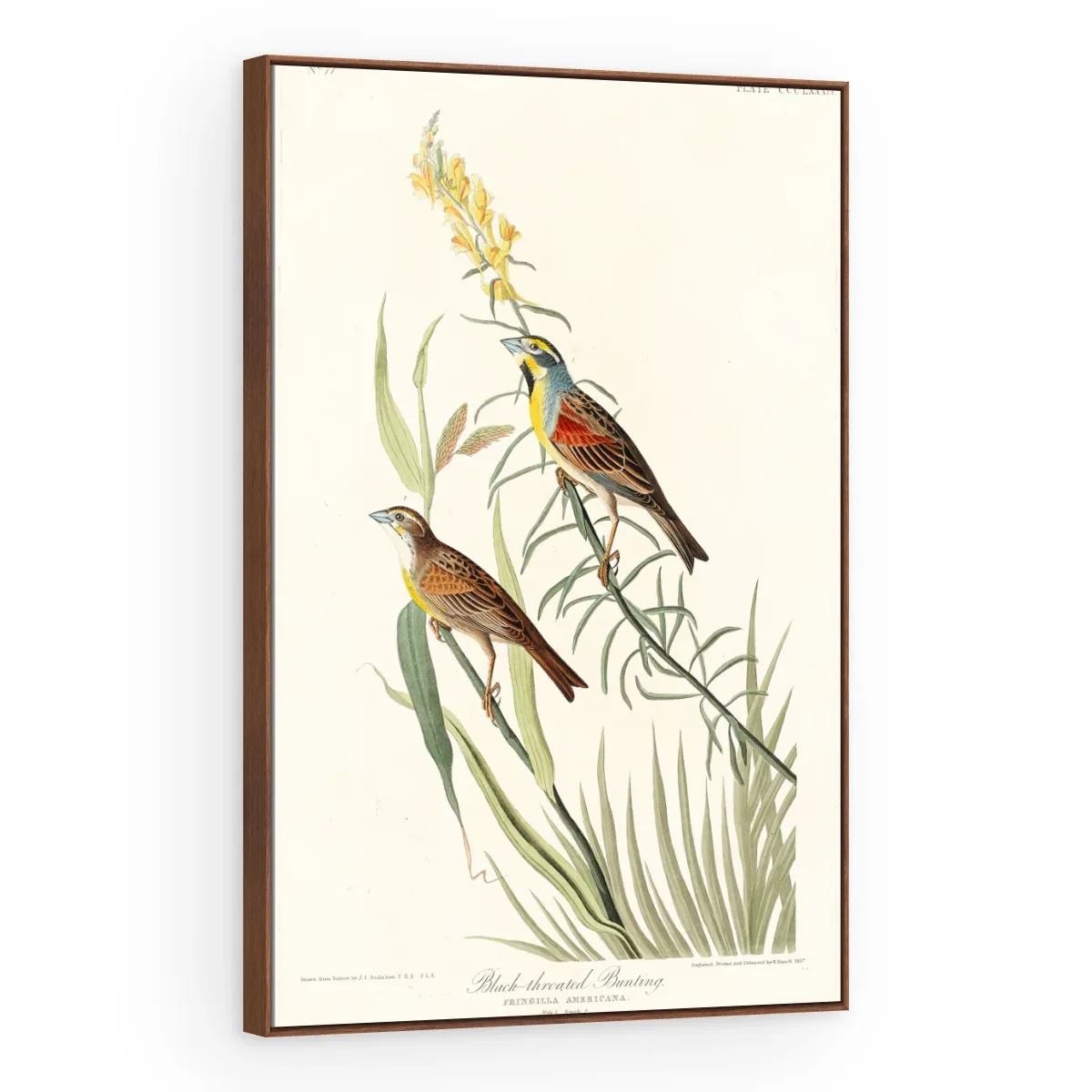 Quadro Decorativo Canvas Pássaros Campestres - AV0005