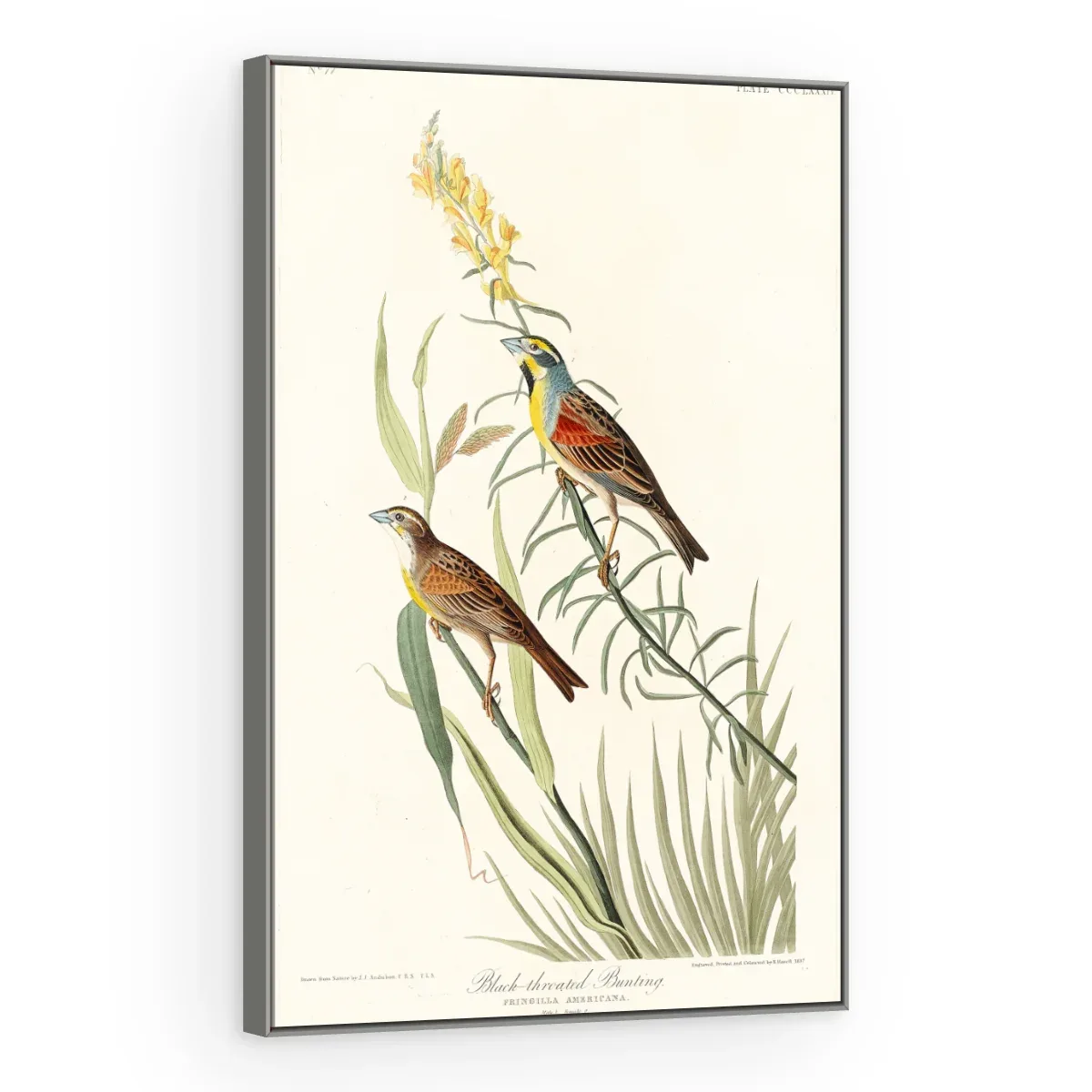 Quadro Decorativo Canvas Pássaros Campestres - AV0005