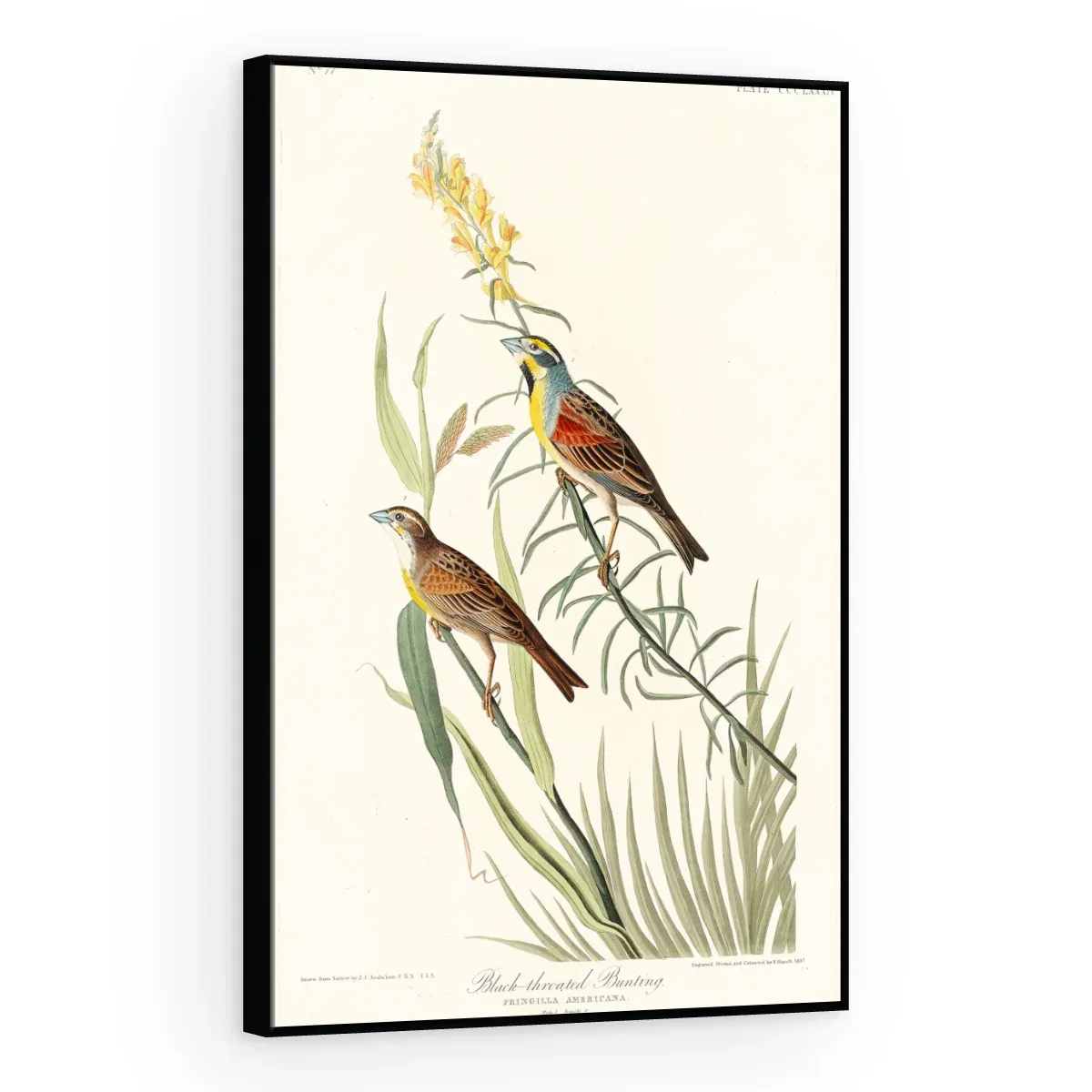 Quadro Decorativo Canvas Pássaros Campestres - AV0005