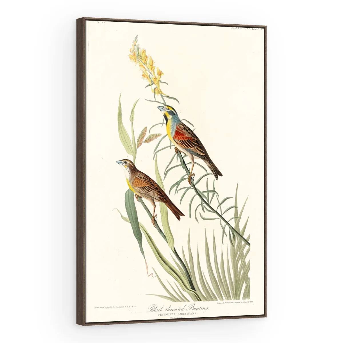 Quadro Decorativo Canvas Pássaros Campestres - AV0005