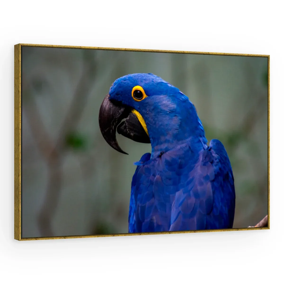 Quadro Decorativo Canvas Arara Azul - AV0014