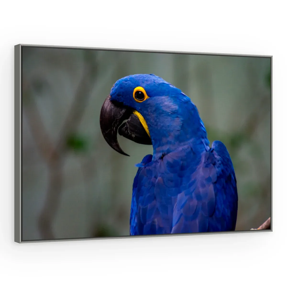 Quadro Decorativo Canvas Arara Azul - AV0014