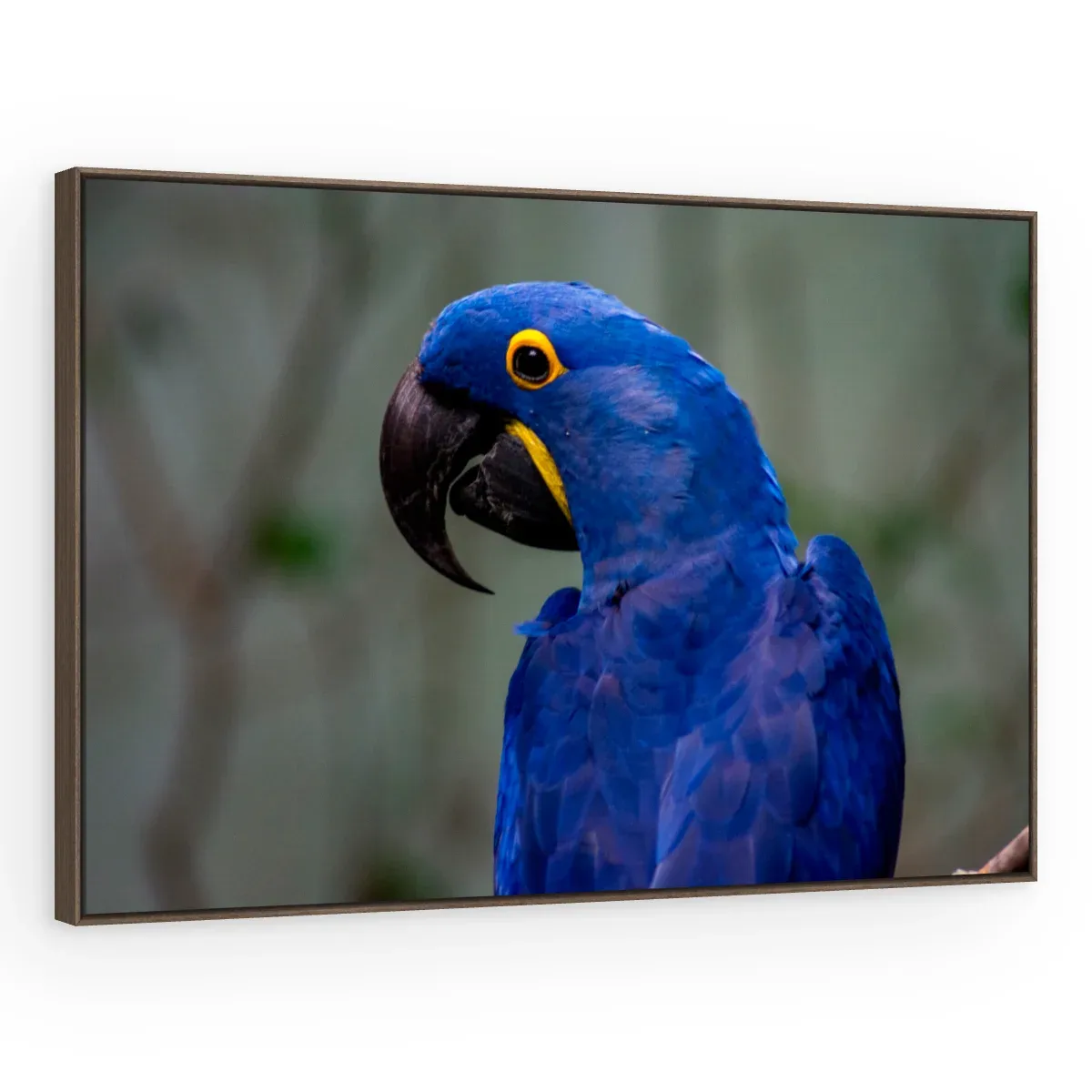 Quadro Decorativo Canvas Arara Azul - AV0014