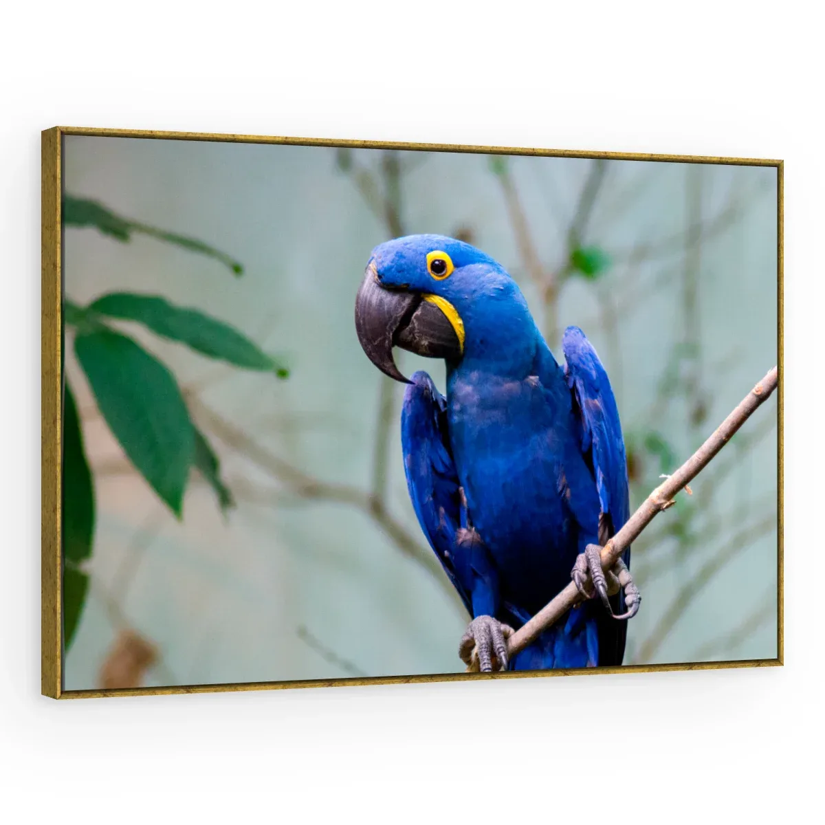 Quadro Decorativo Canvas Arara Pousada - AV0015