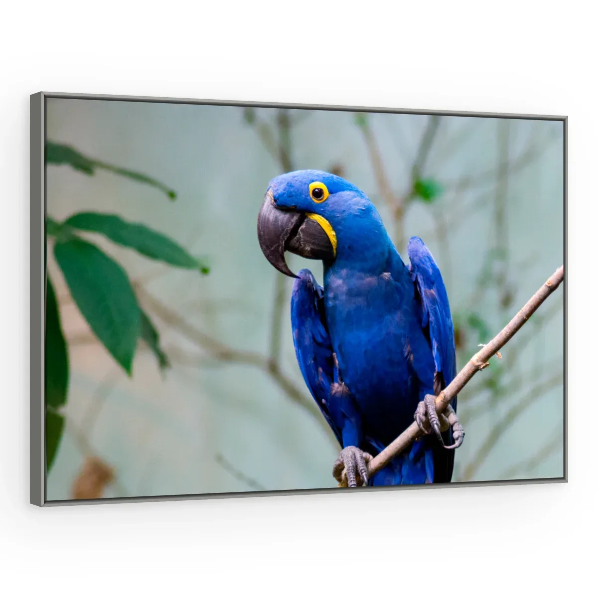 Quadro Decorativo Canvas Arara Pousada - AV0015