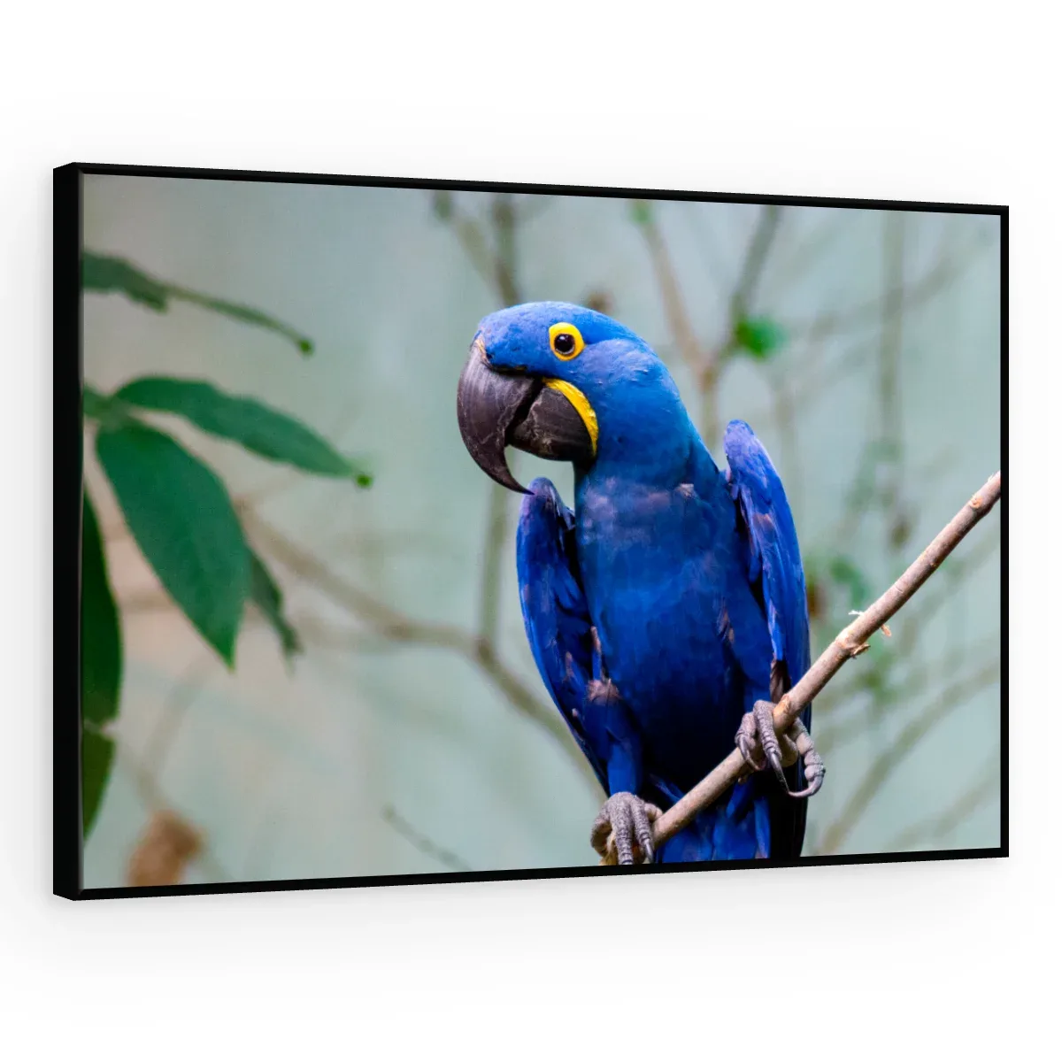 Quadro Decorativo Canvas Arara Pousada - AV0015