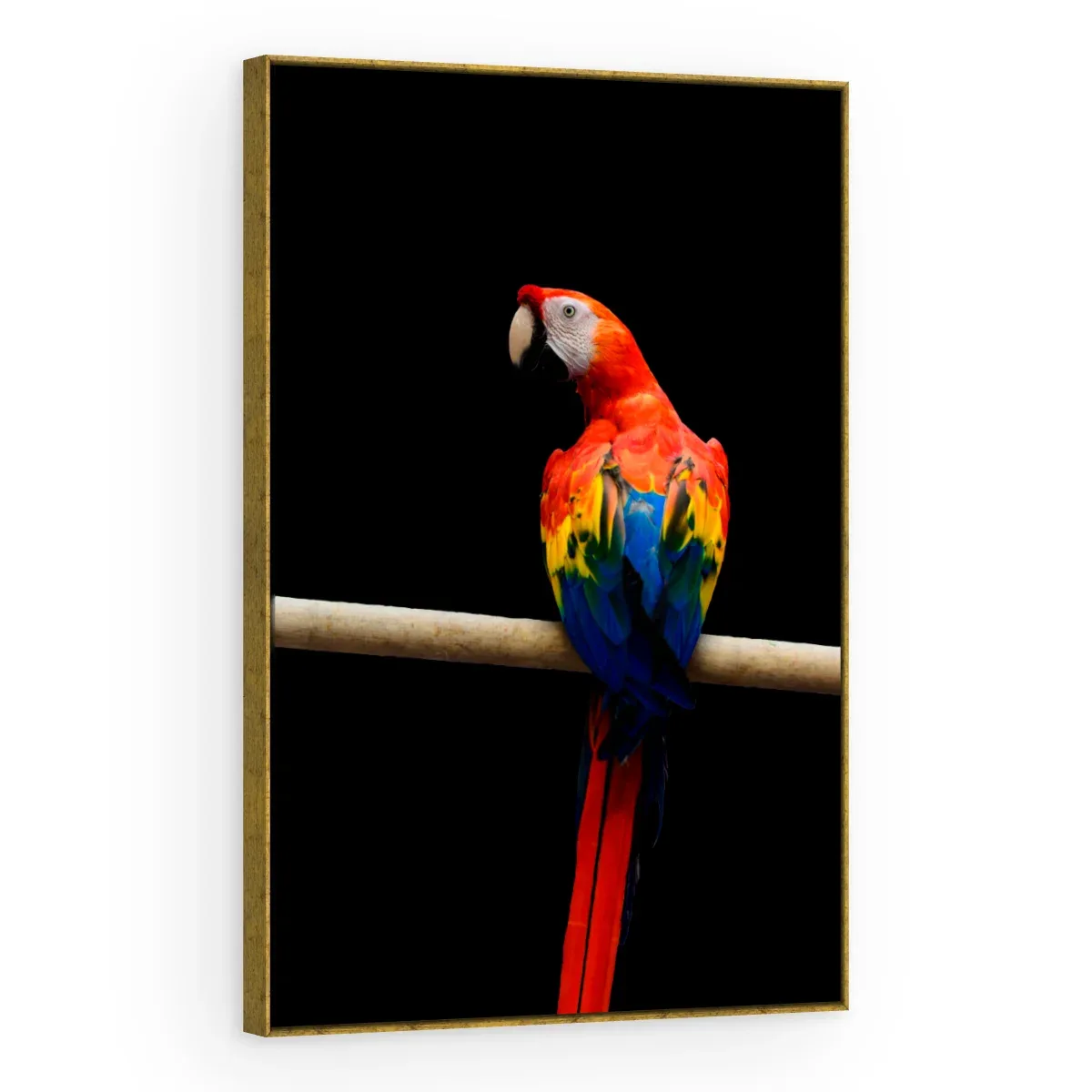 Quadro Decorativo Canvas Arara Vermelha - AV0016