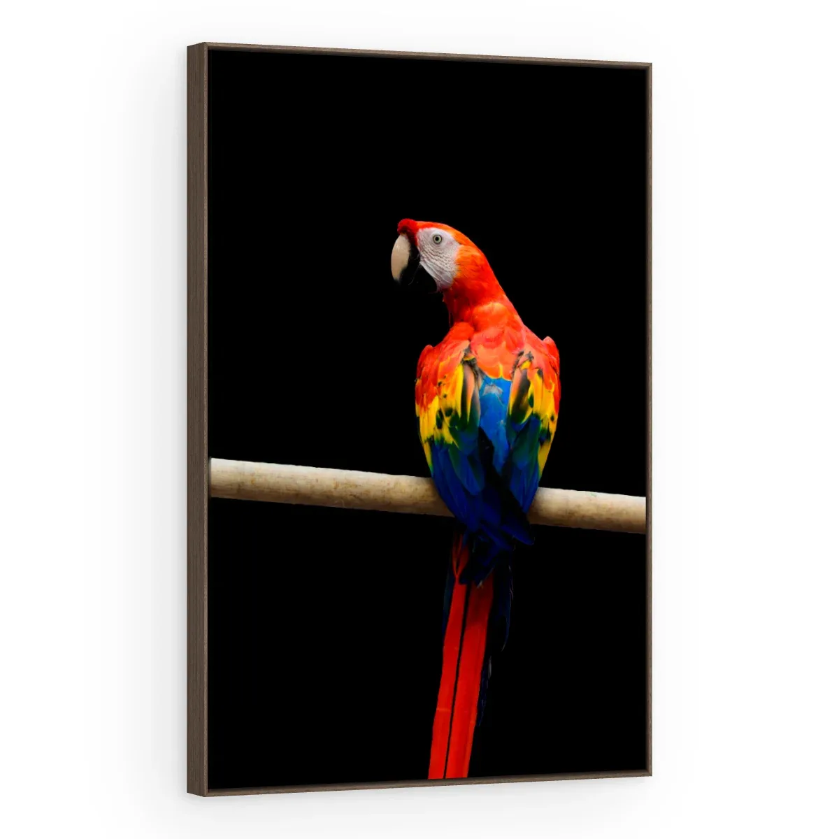Quadro Decorativo Canvas Arara Vermelha - AV0016