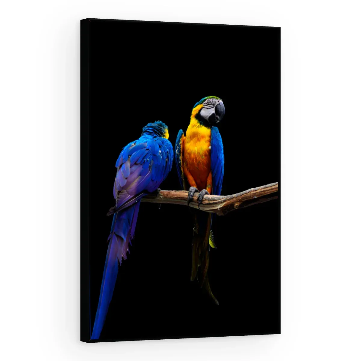 Quadro Decorativo Canvas Araras Companheiras - AV0017