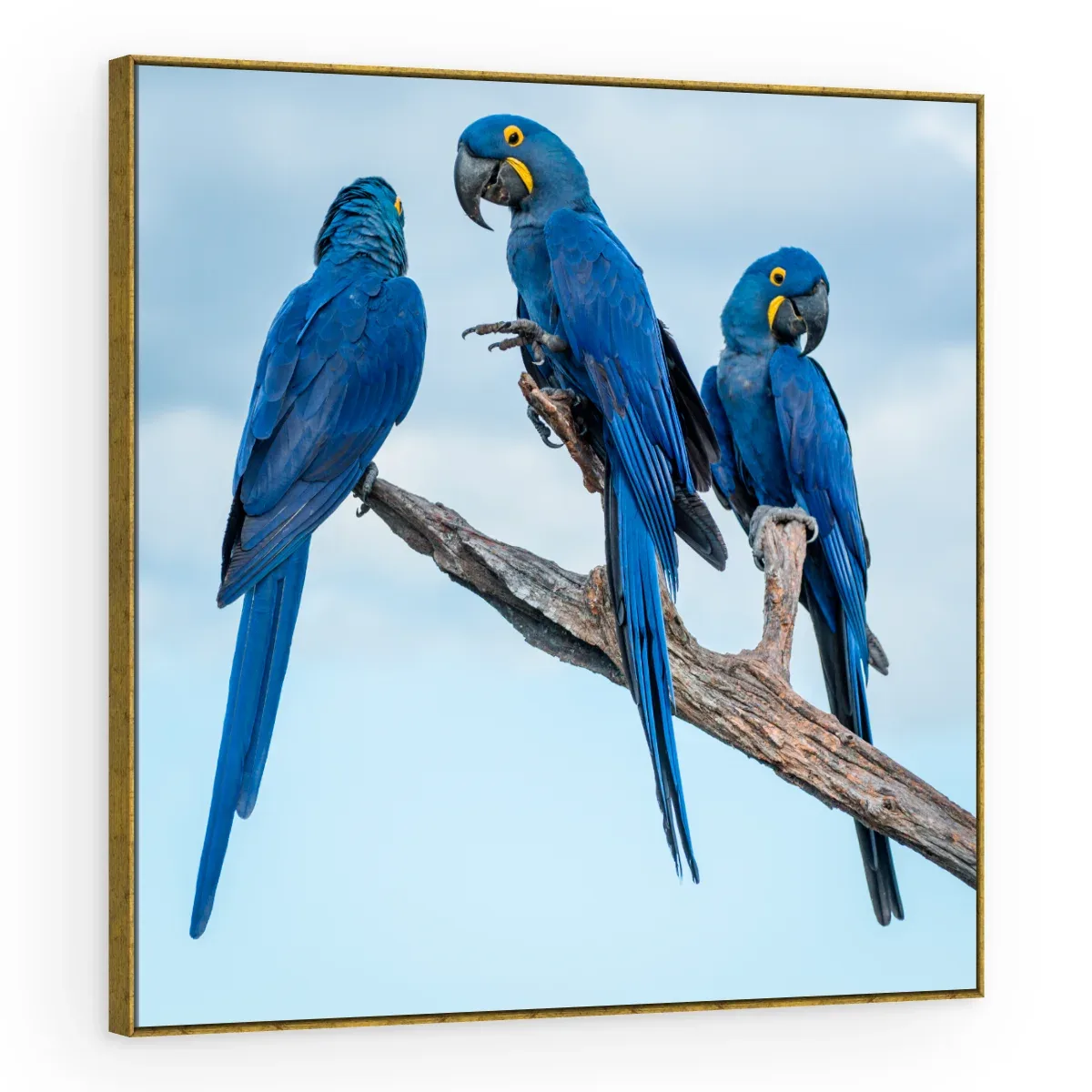 Quadro Decorativo Canvas Araras Reunidas - AV0018