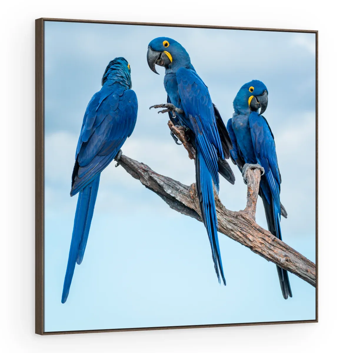 Quadro Decorativo Canvas Araras Reunidas - AV0018