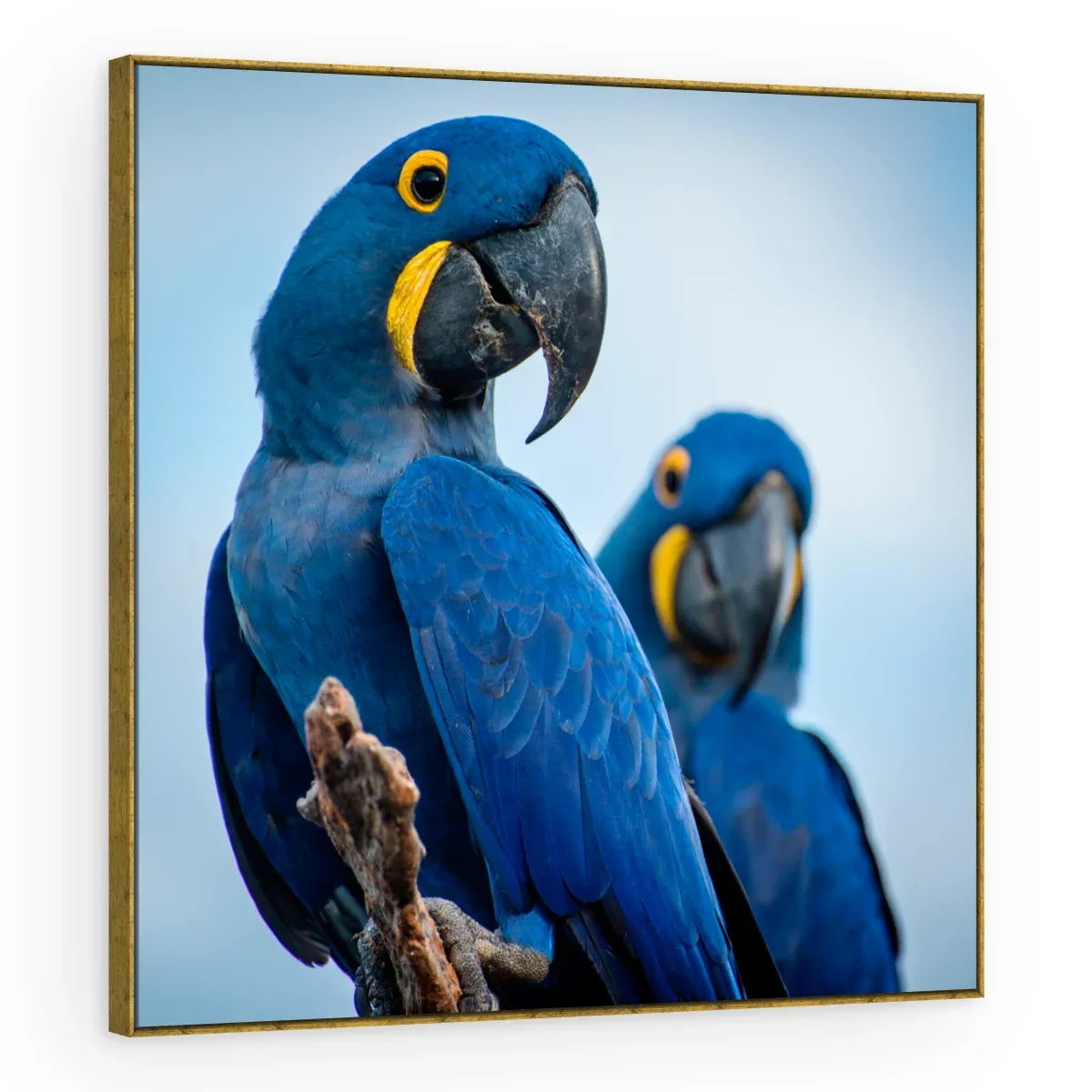 Quadro Decorativo Canvas Araras Azuis - AV0019