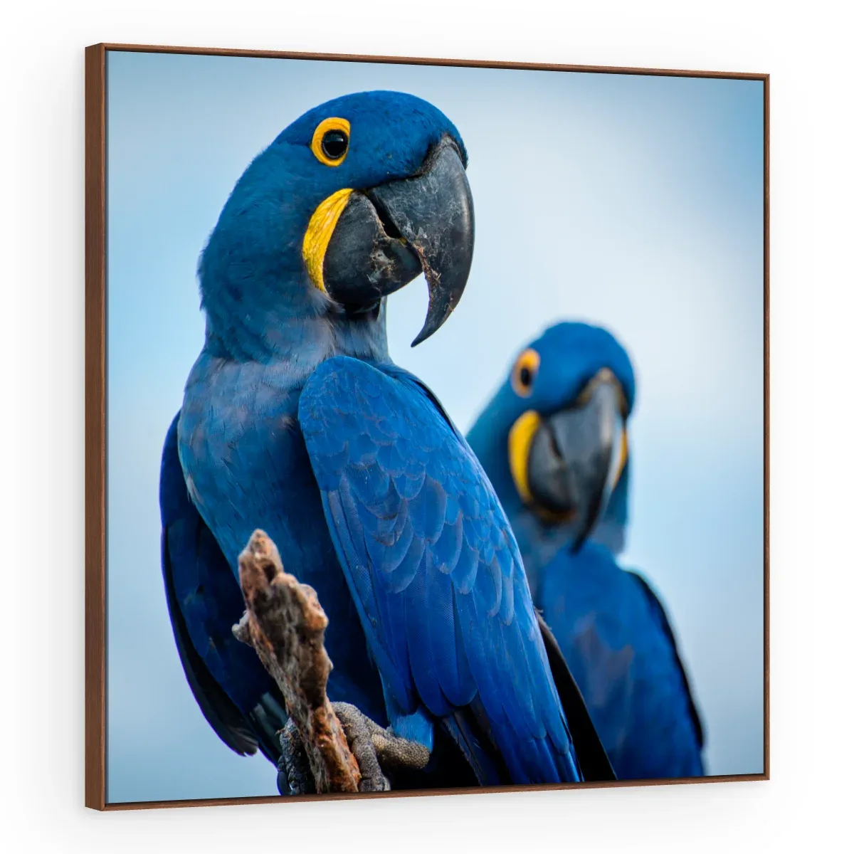 Quadro Decorativo Canvas Araras Azuis - AV0019