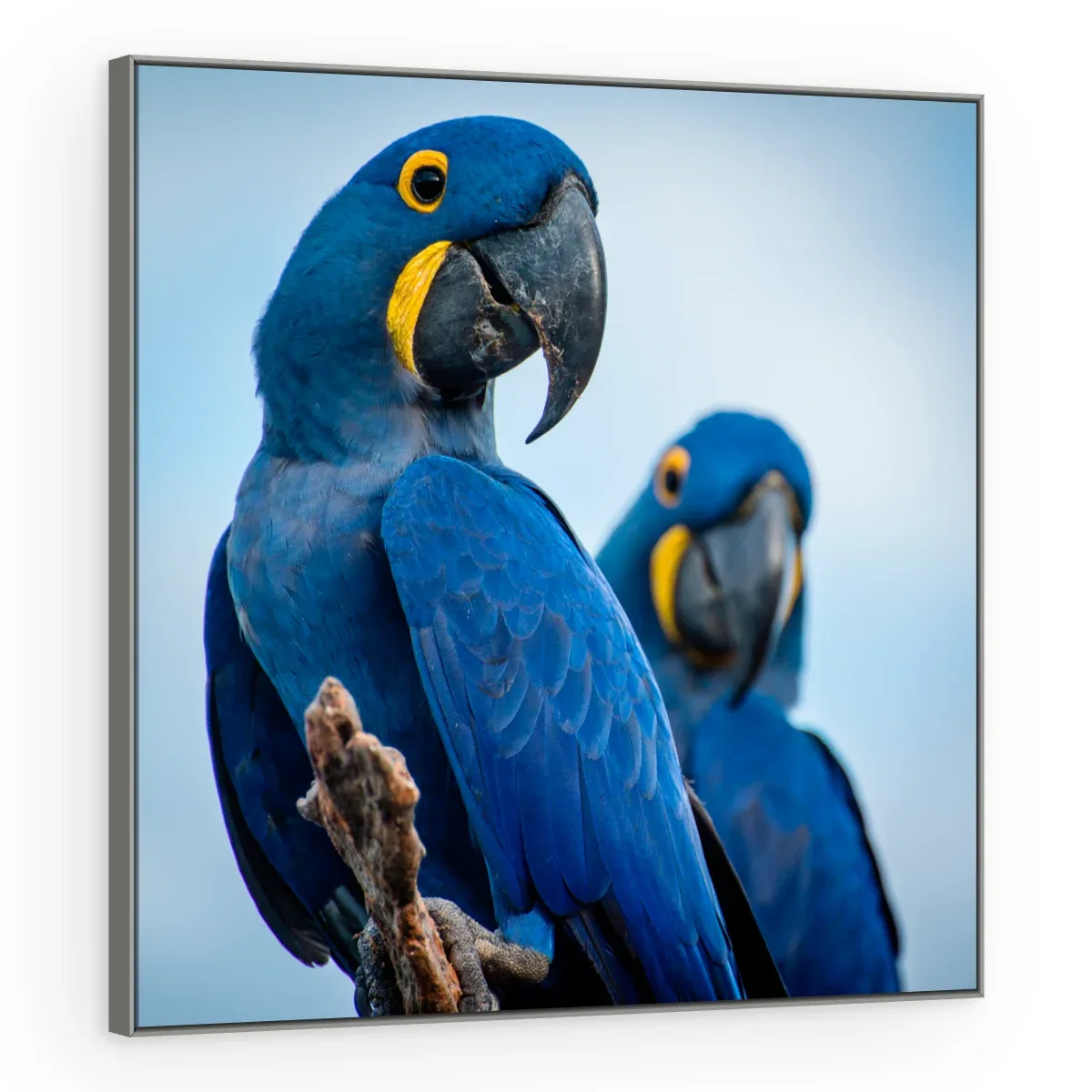 Quadro Decorativo Canvas Araras Azuis - AV0019