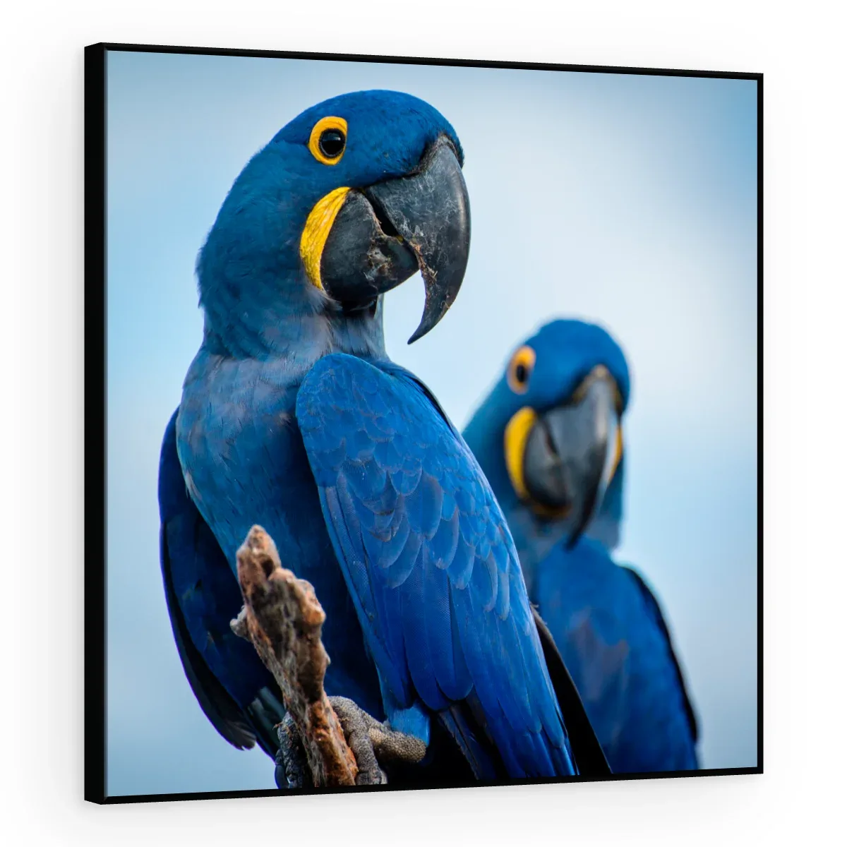 Quadro Decorativo Canvas Araras Azuis - AV0019