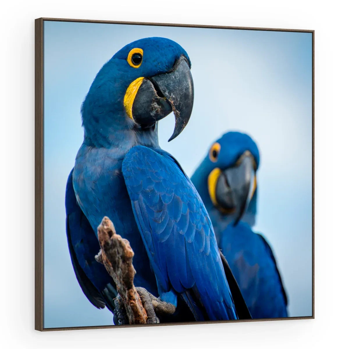 Quadro Decorativo Canvas Araras Azuis - AV0019