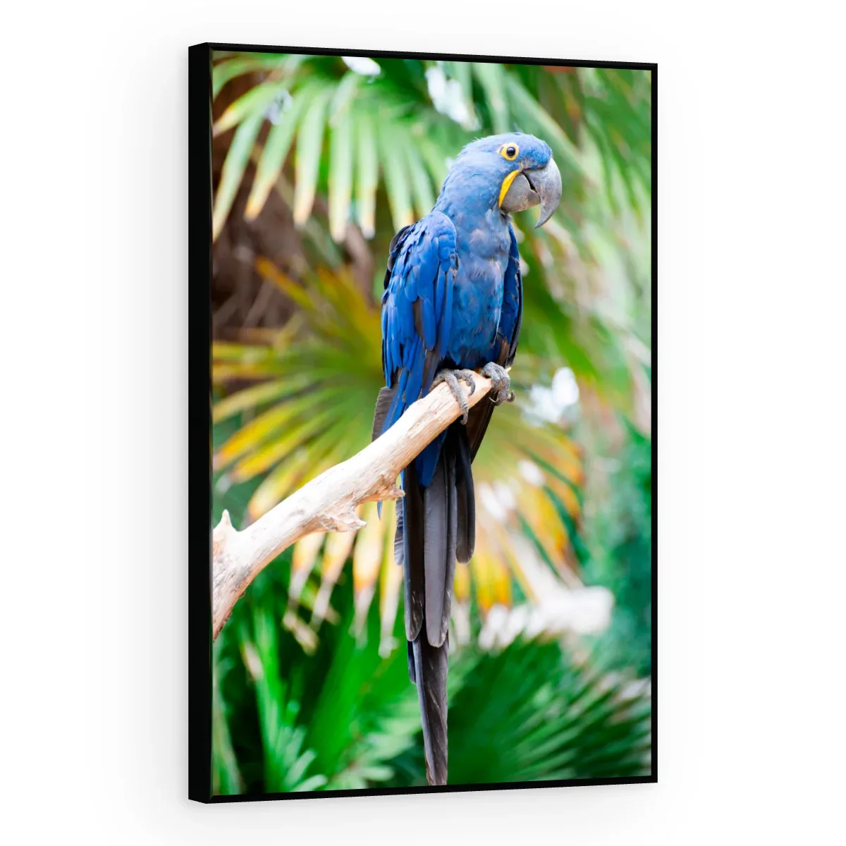 Quadro Decorativo Canvas Arara Tropical - AV0020