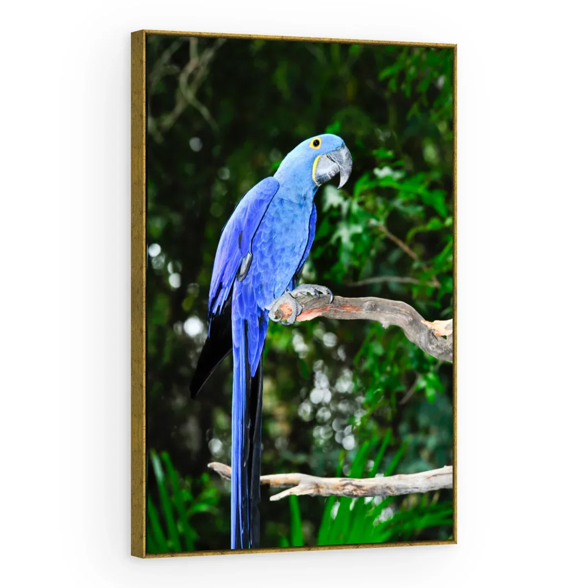Quadro Decorativo Canvas Arara Selvagem - AV0021