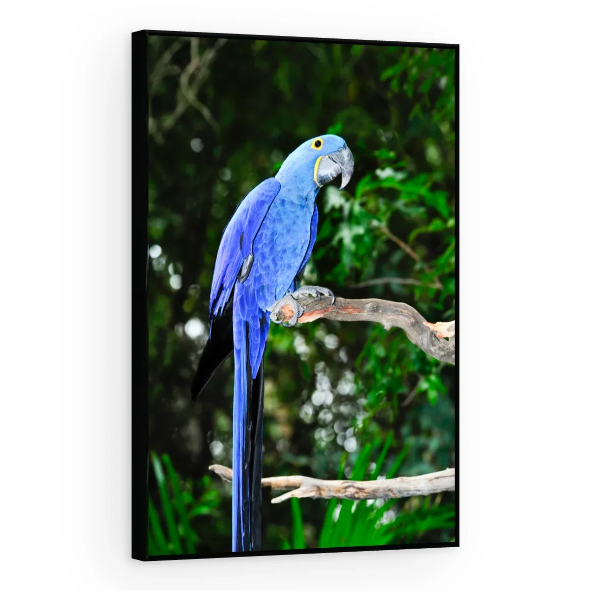Quadro Decorativo Canvas Arara Selvagem - AV0021