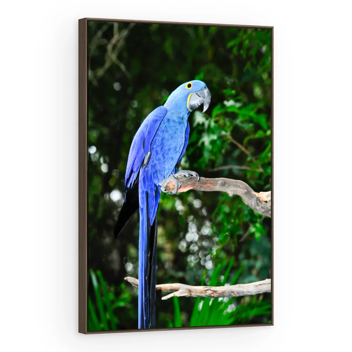 Quadro Decorativo Canvas Arara Selvagem - AV0021