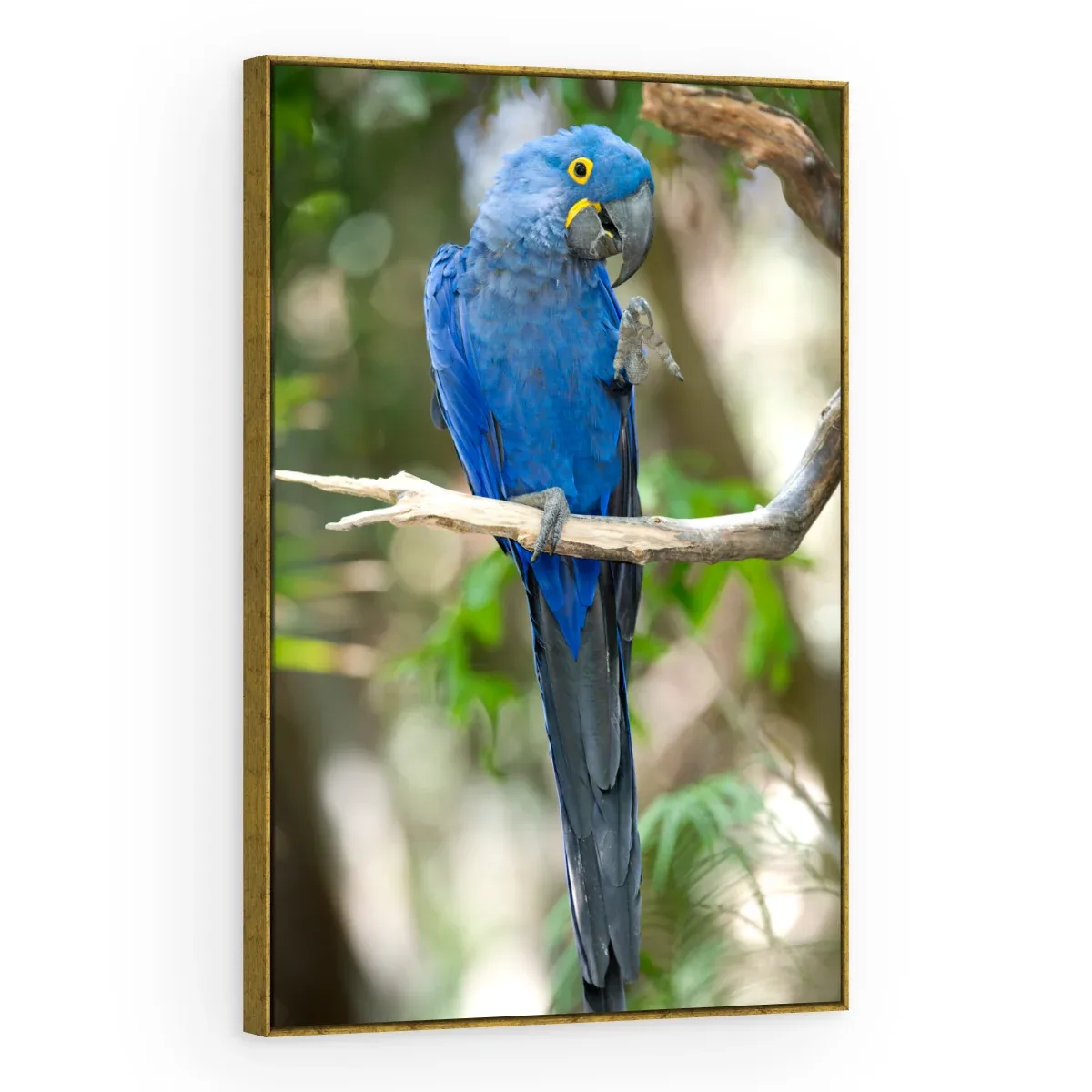 Quadro Decorativo Canvas Arara Serena - AV0022