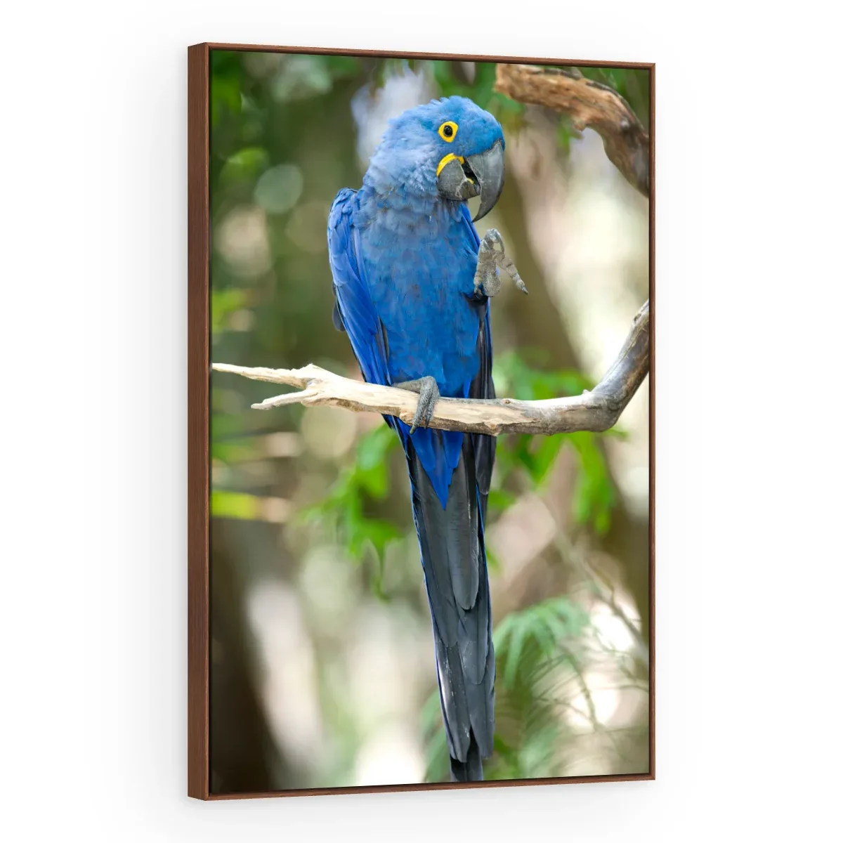 Quadro Decorativo Canvas Arara Serena - AV0022