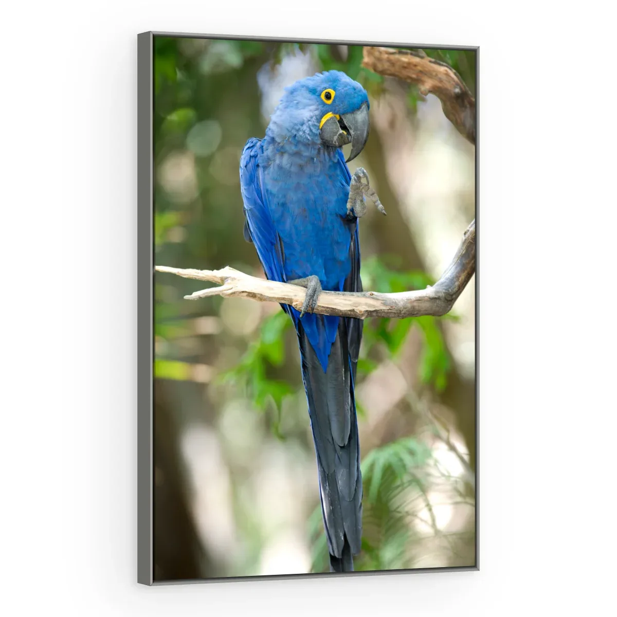 Quadro Decorativo Canvas Arara Serena - AV0022