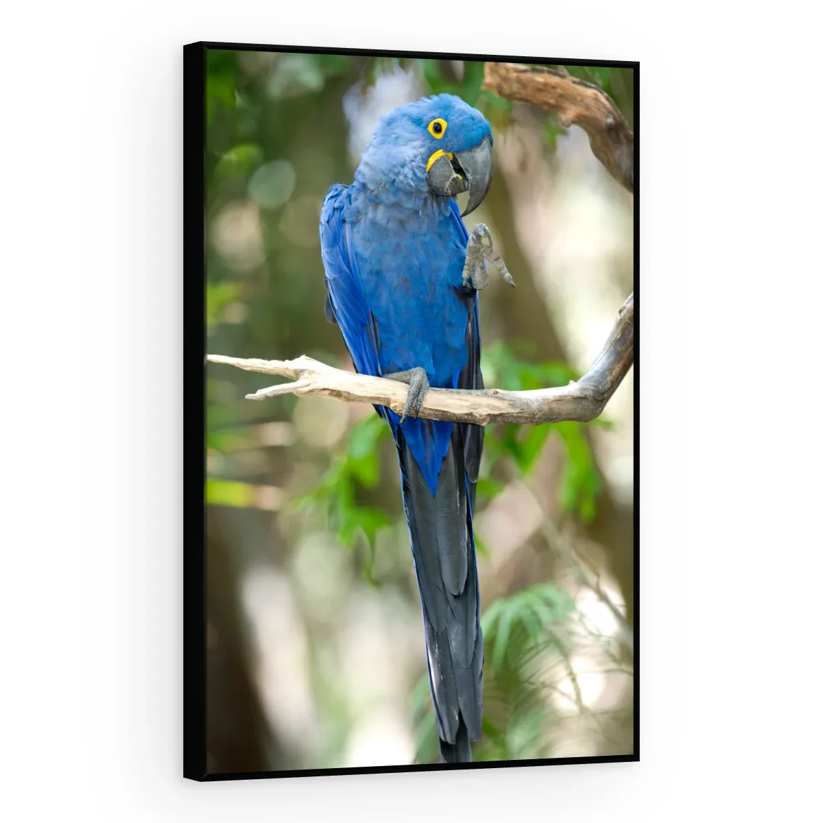 Quadro Decorativo Canvas Arara Serena - AV0022