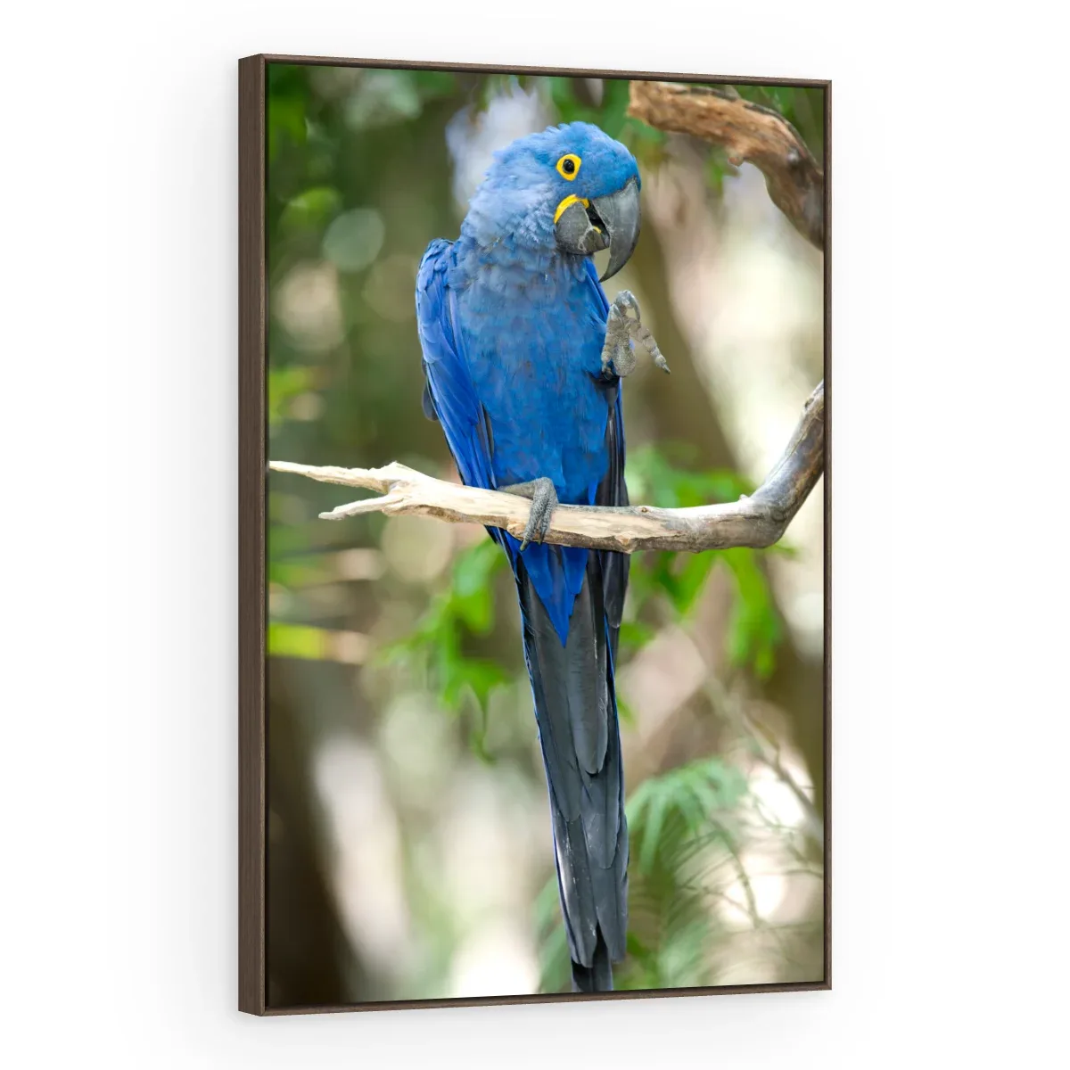 Quadro Decorativo Canvas Arara Serena - AV0022
