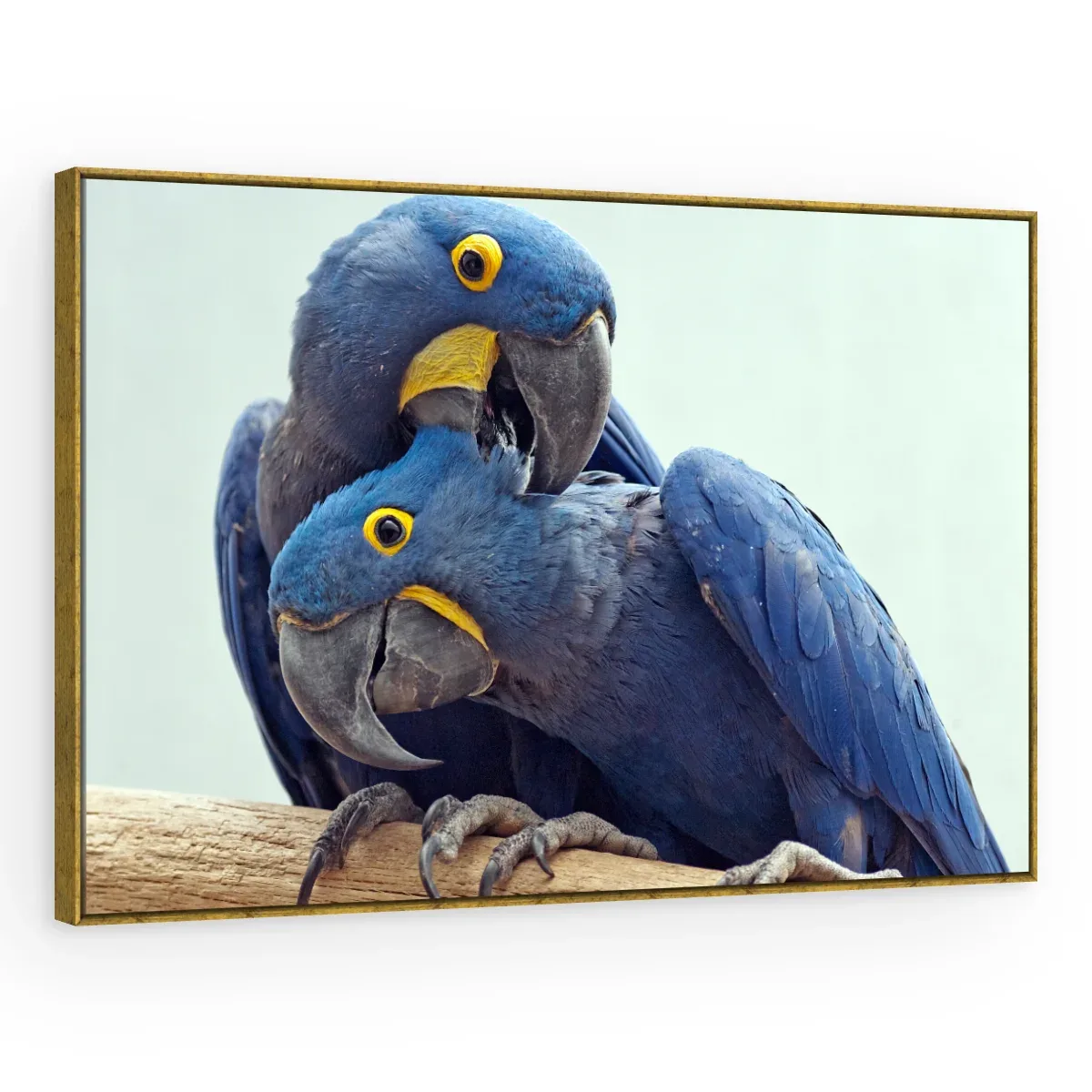 Quadro Decorativo Canvas Araras Carinhosas - AV0023