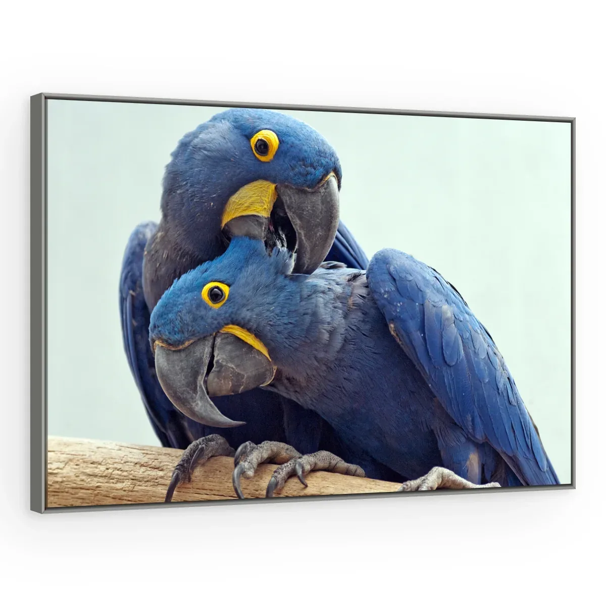 Quadro Decorativo Canvas Araras Carinhosas - AV0023