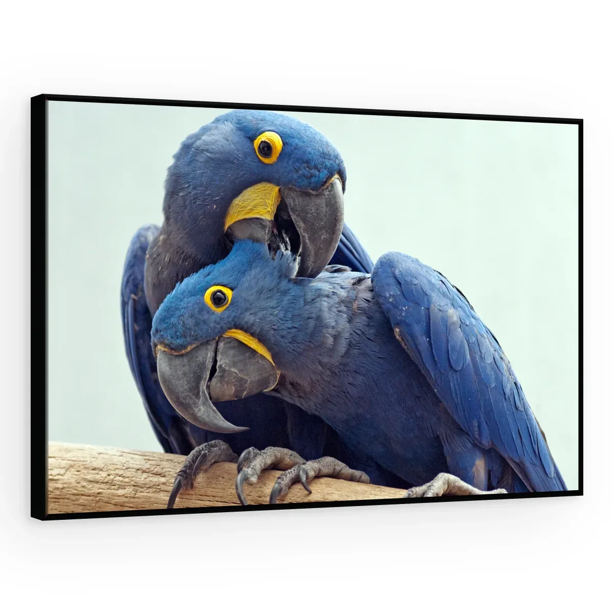 Quadro Decorativo Canvas Araras Carinhosas - AV0023
