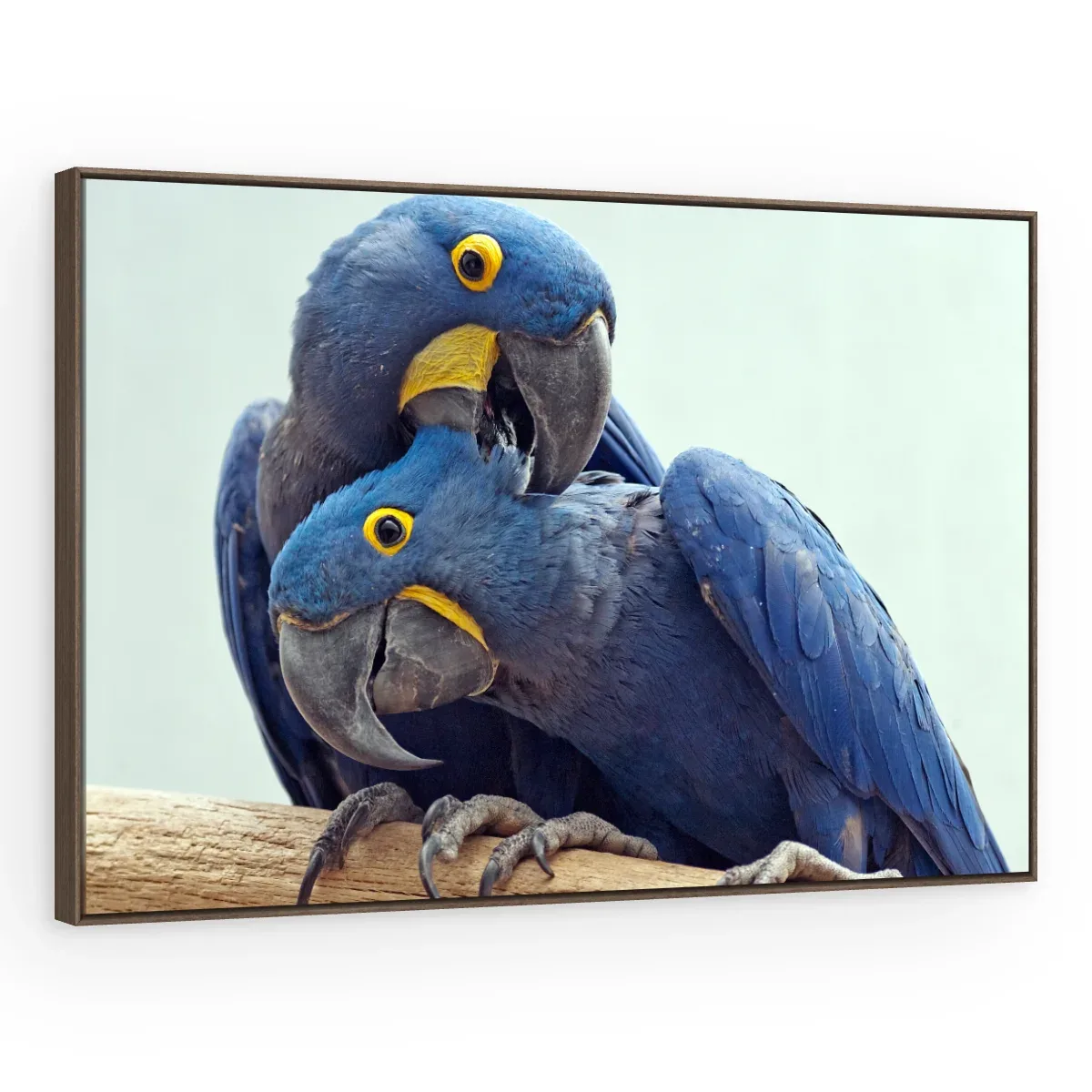 Quadro Decorativo Canvas Araras Carinhosas - AV0023