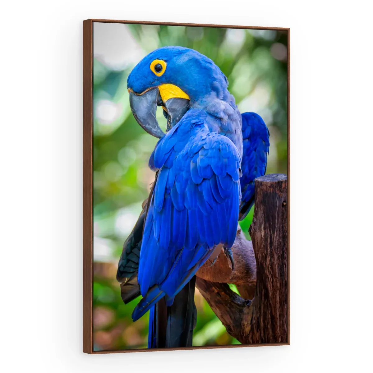 Quadro Decorativo Canvas Arara Majestosa - AV0025