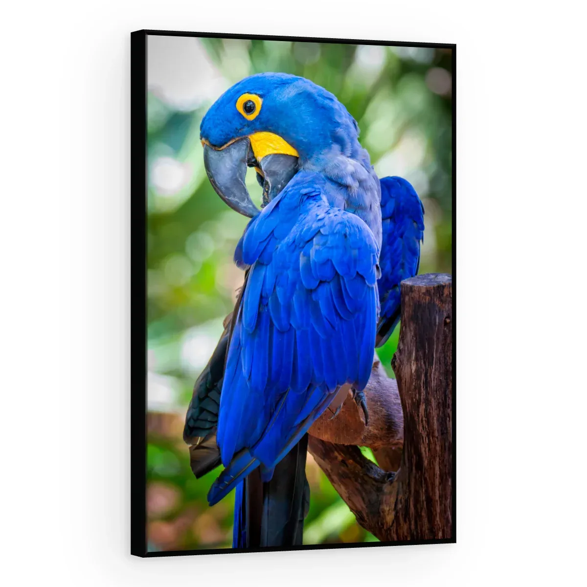 Quadro Decorativo Canvas Arara Majestosa - AV0025