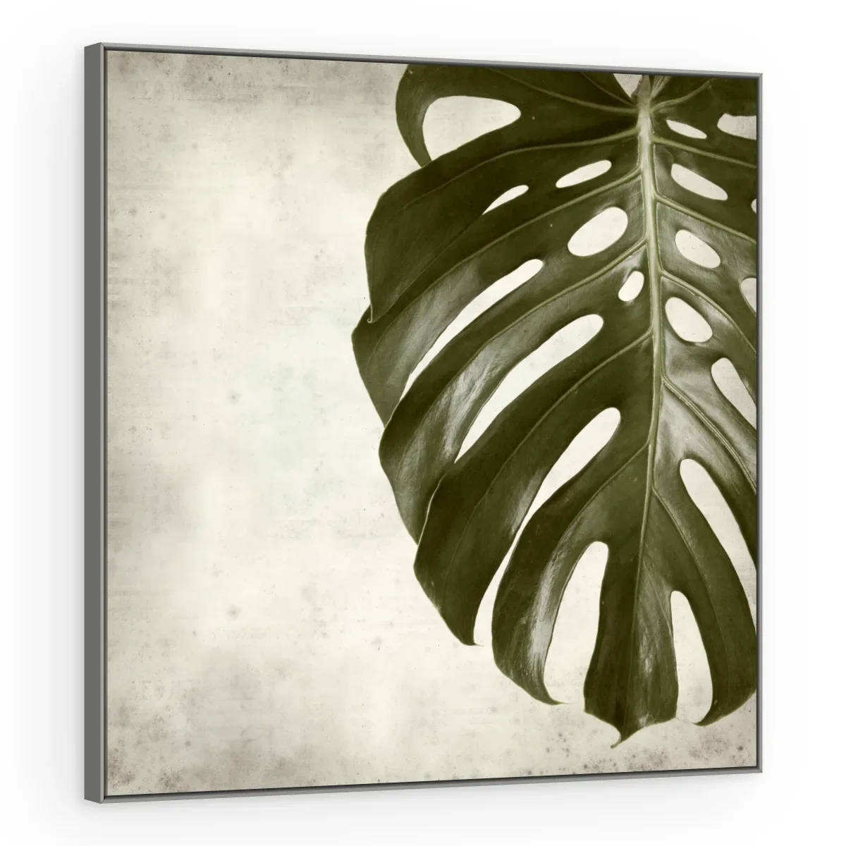 Quadro Decorativo Canvas Monstera Clássica - FO0045