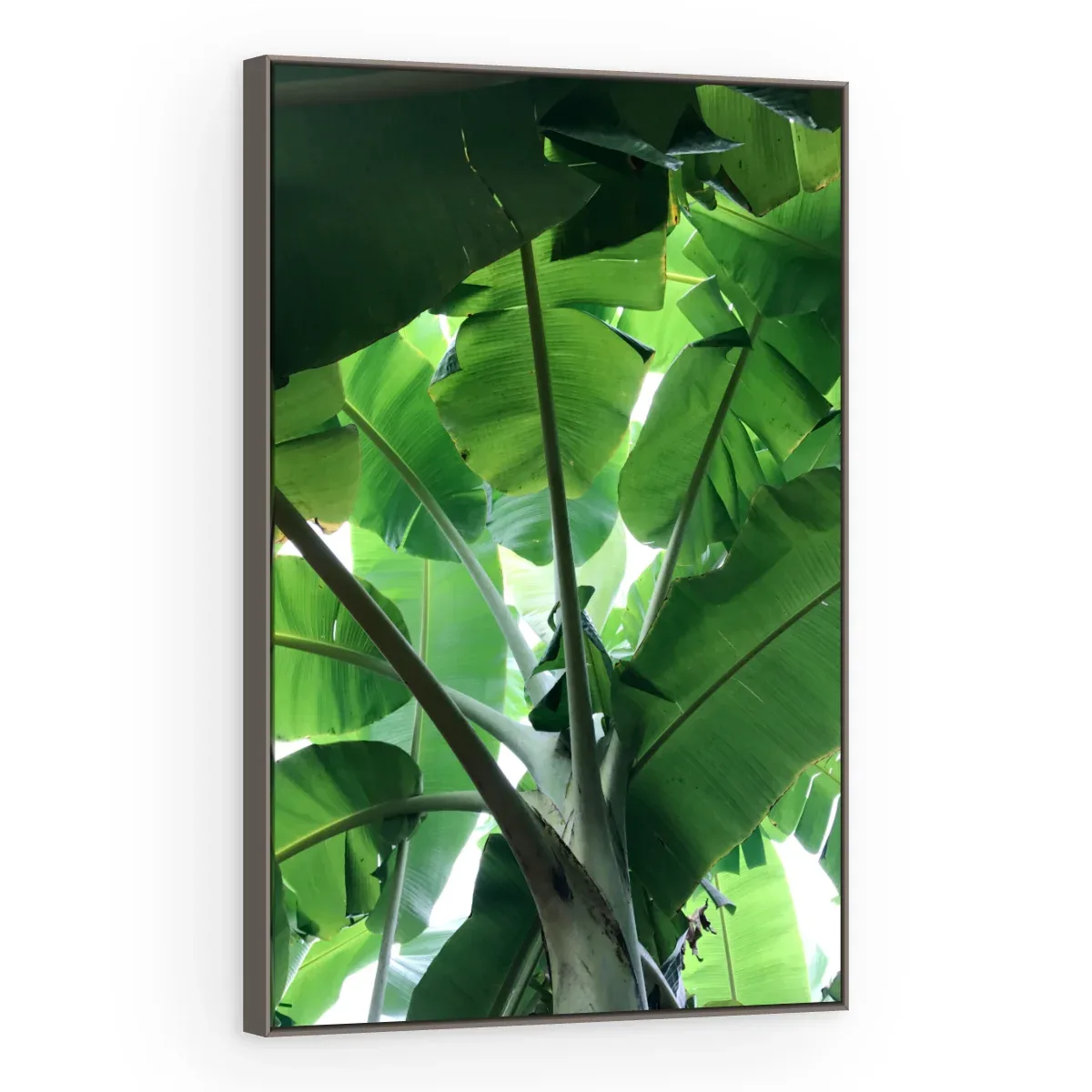 Quadro Decorativo Canvas Bananeira Tropical - FO0046