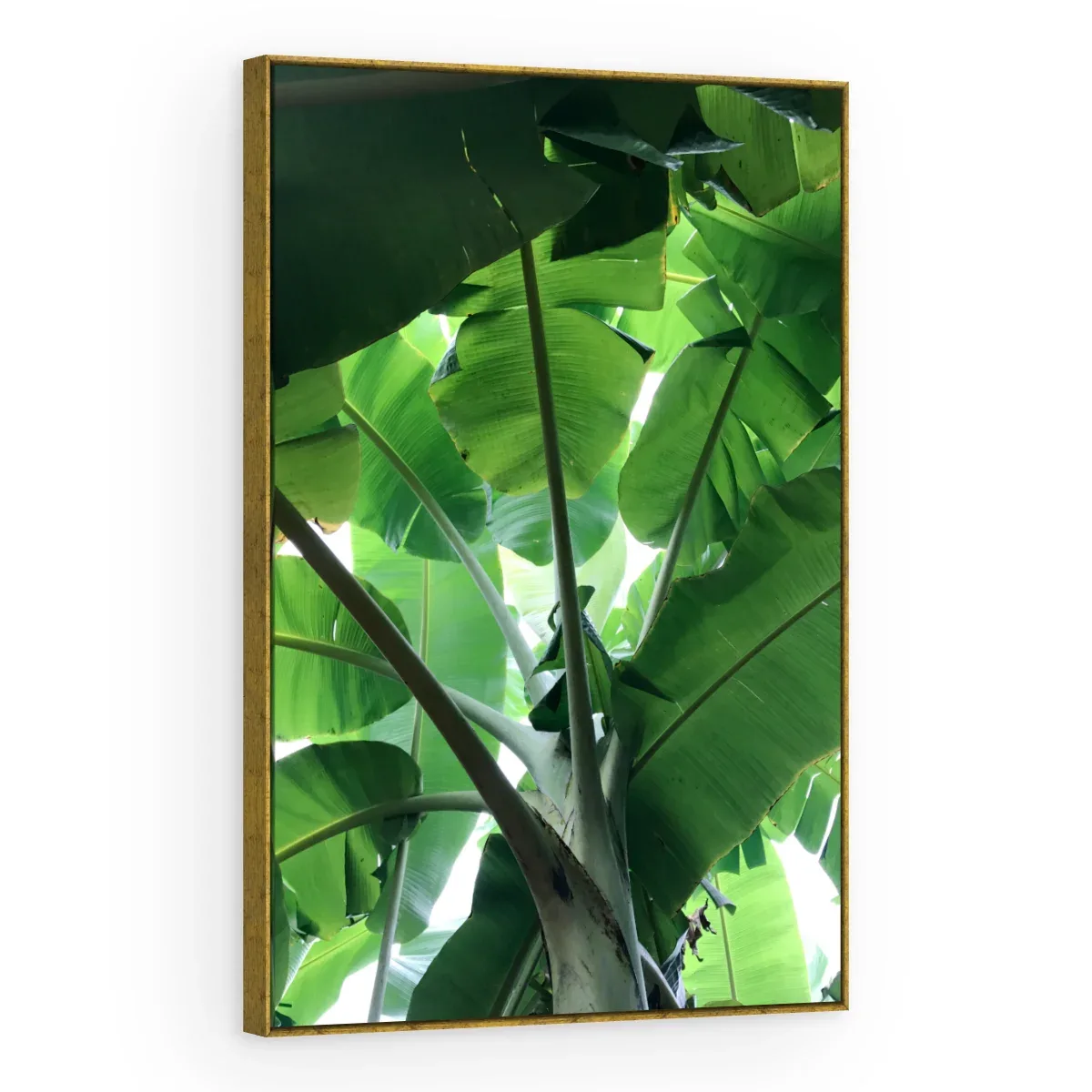 Quadro Decorativo Canvas Bananeira Tropical - FO0046