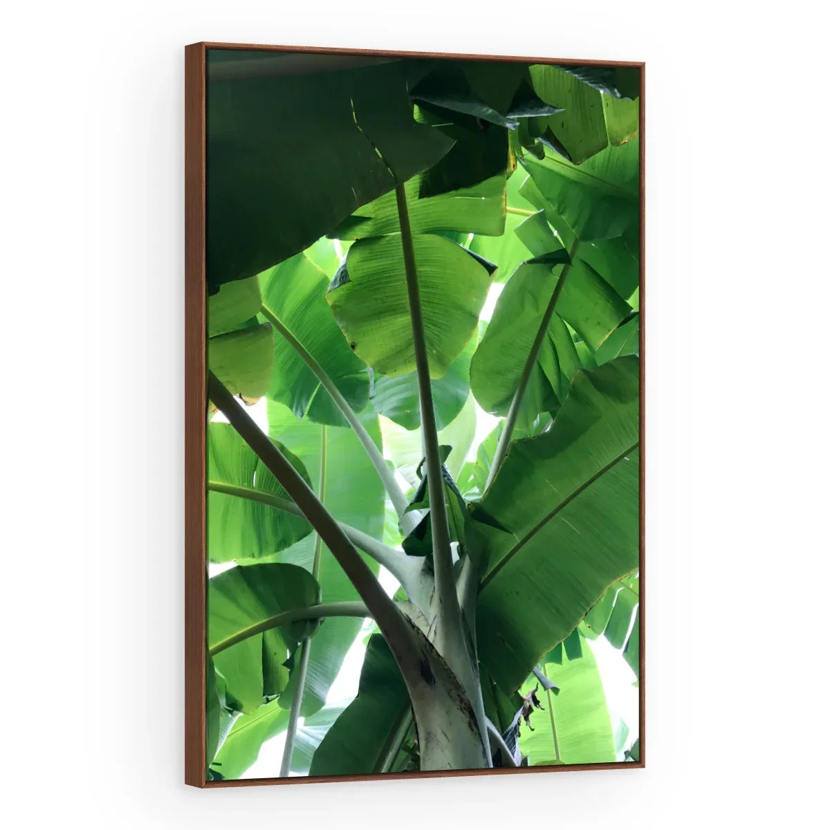 Quadro Decorativo Canvas Bananeira Tropical - FO0046