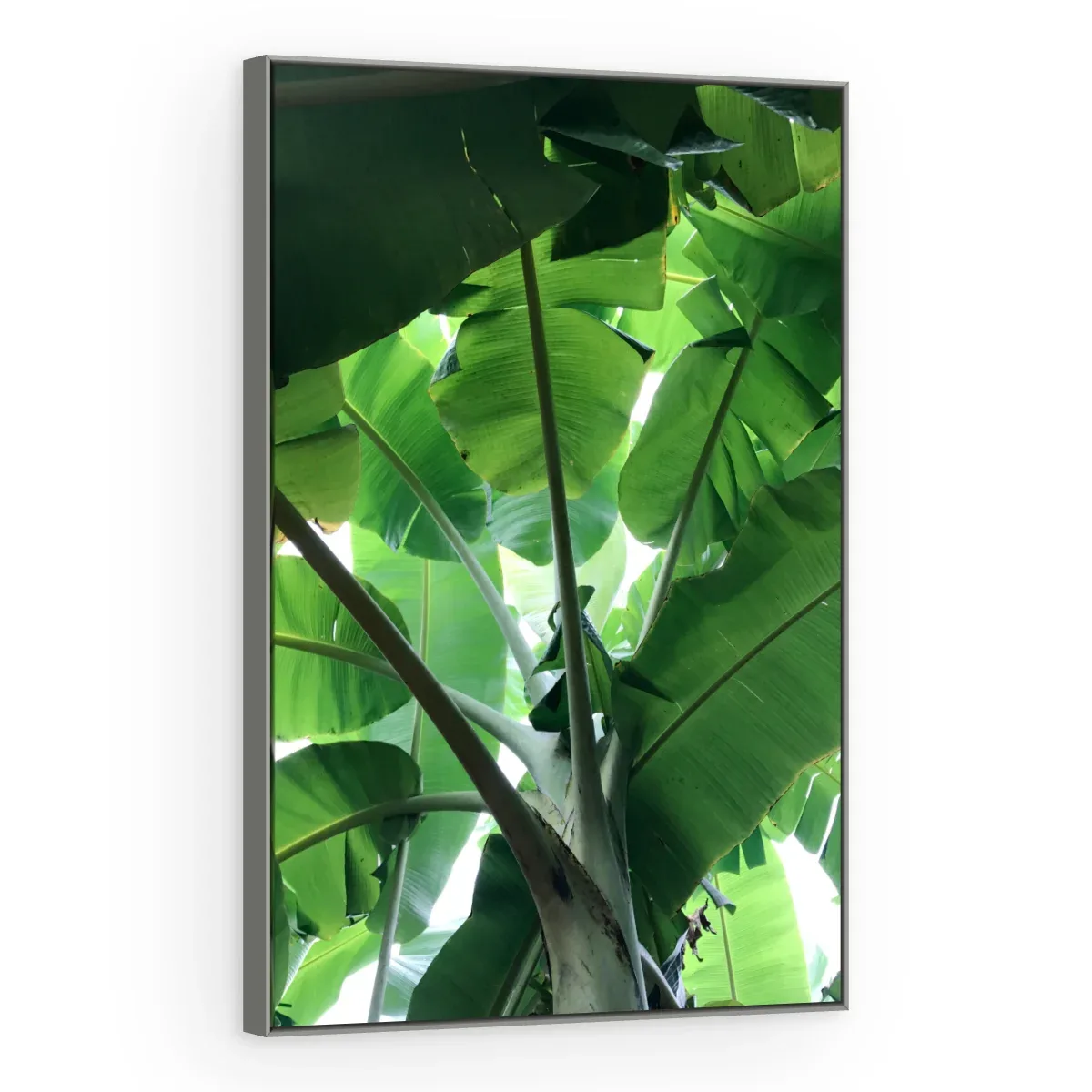 Quadro Decorativo Canvas Bananeira Tropical - FO0046