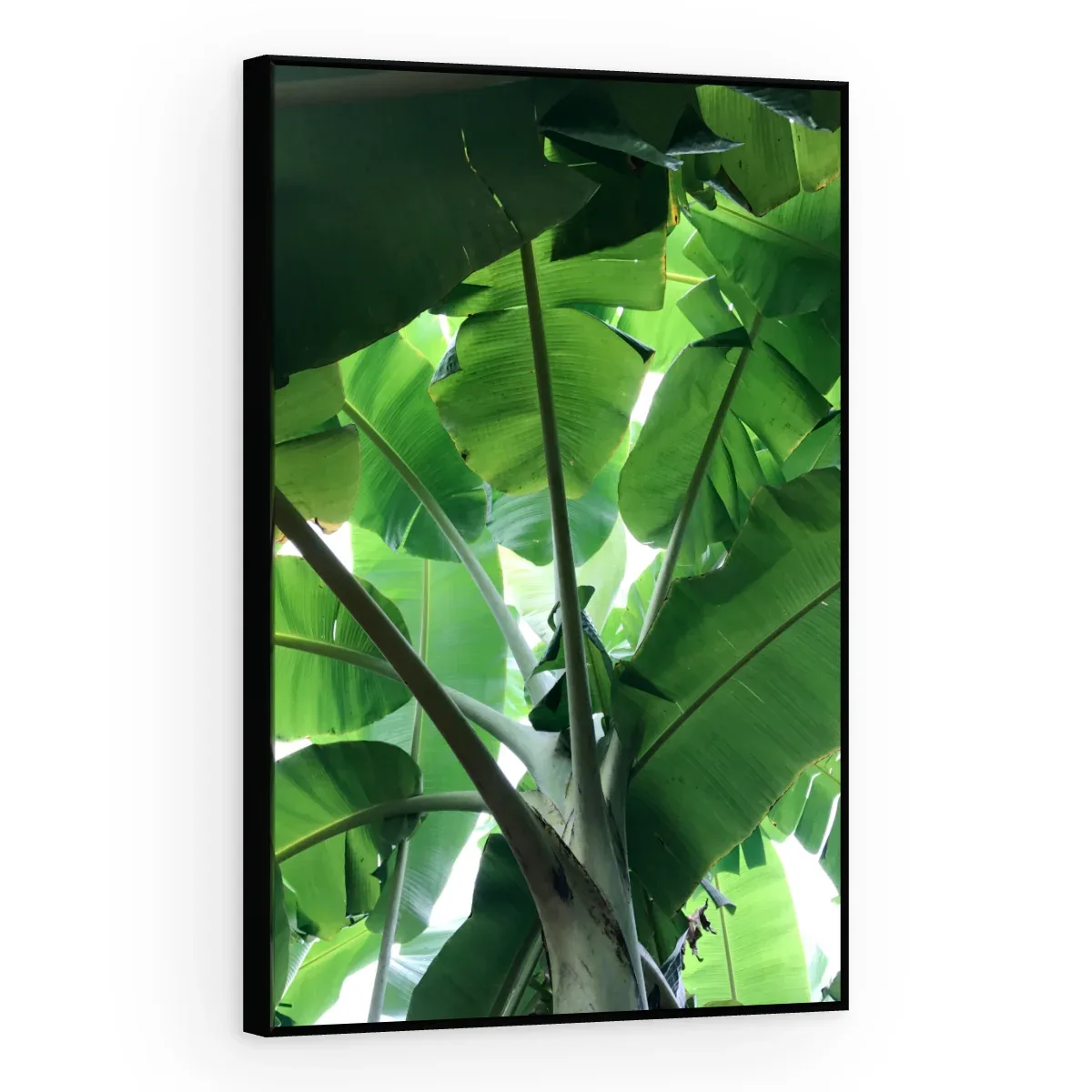 Quadro Decorativo Canvas Bananeira Tropical - FO0046
