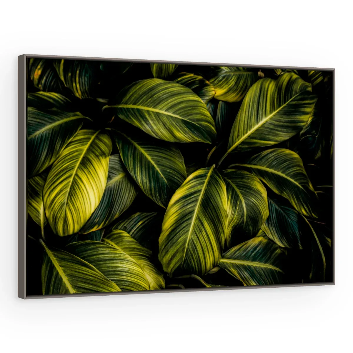 Quadro Decorativo Canvas Calathea Exuberante - FO0056