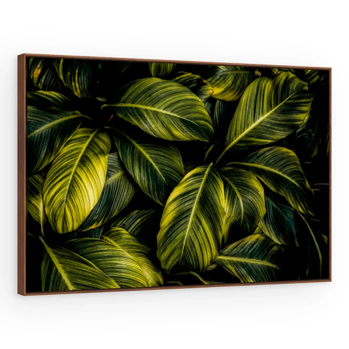 Quadro Decorativo Canvas Calathea Exuberante - FO0056