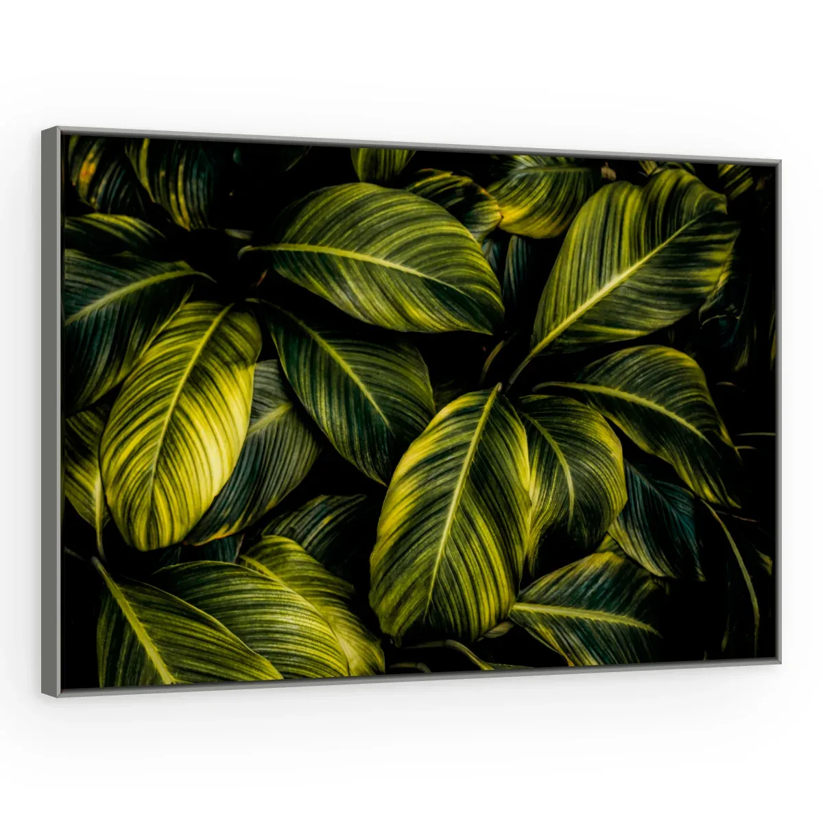 Quadro Decorativo Canvas Calathea Exuberante - FO0056