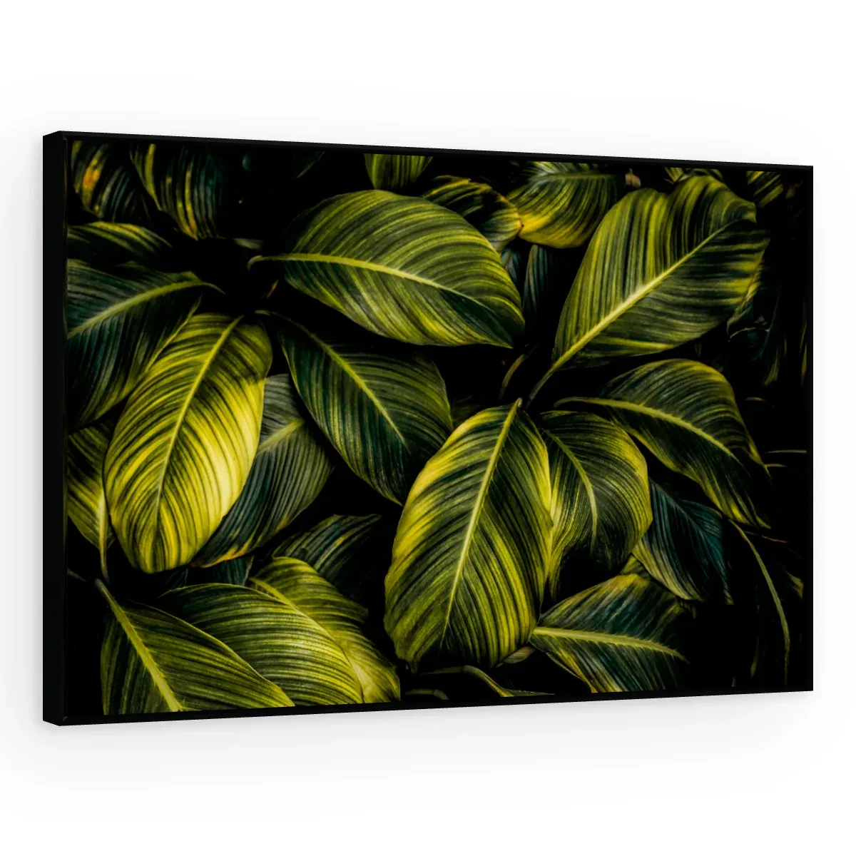 Quadro Decorativo Canvas Calathea Exuberante - FO0056
