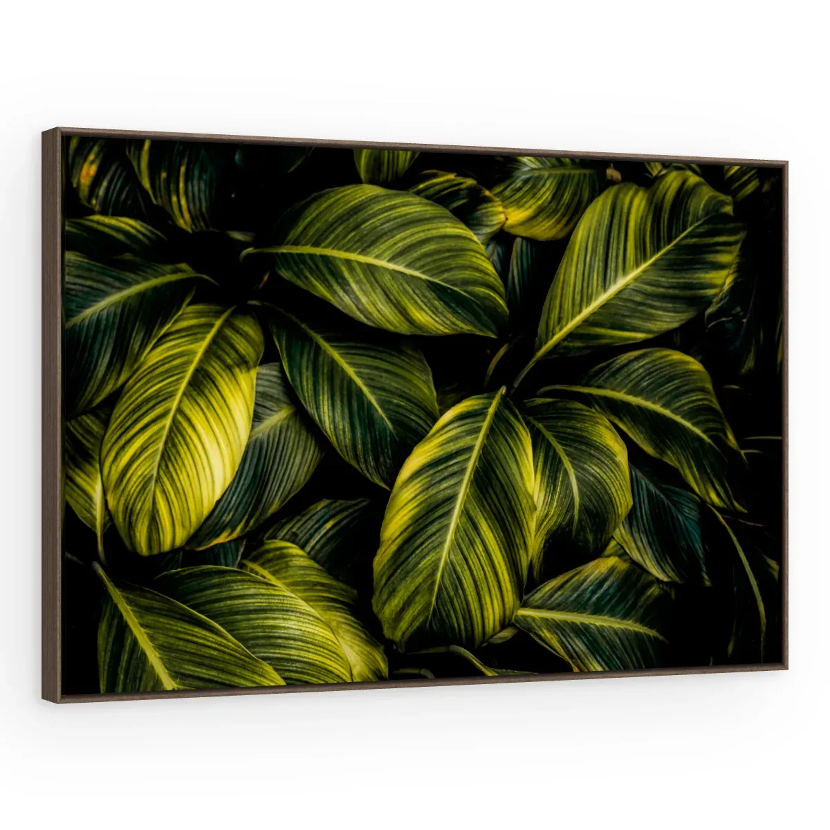 Quadro Decorativo Canvas Calathea Exuberante - FO0056