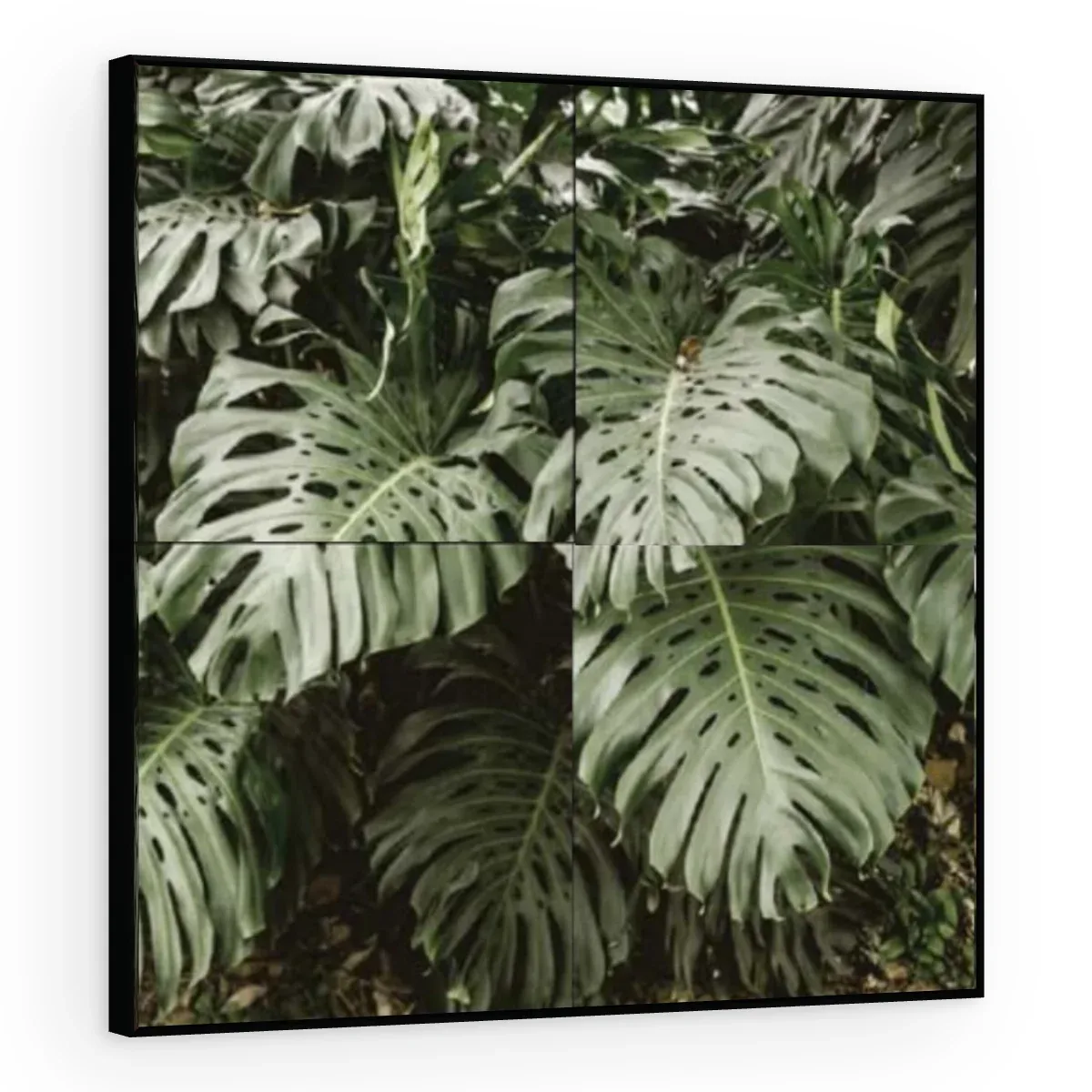 Quadro Decorativo Canvas Monstera Verdejante - FO0064