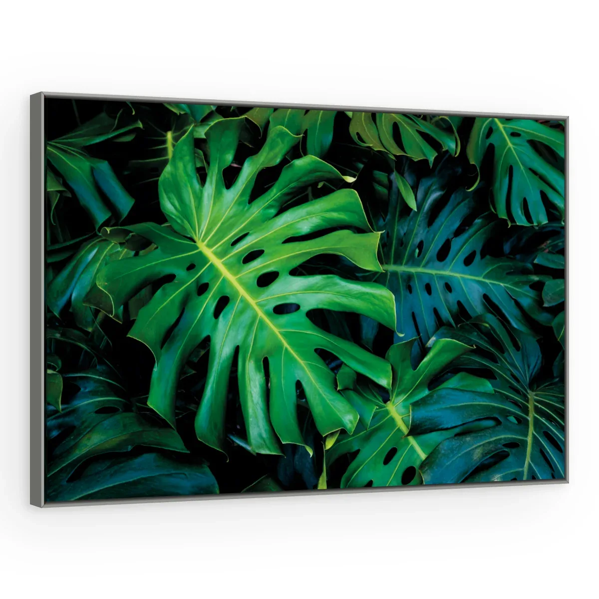 Quadro Decorativo Canvas Monstera Selvagem - FO0066