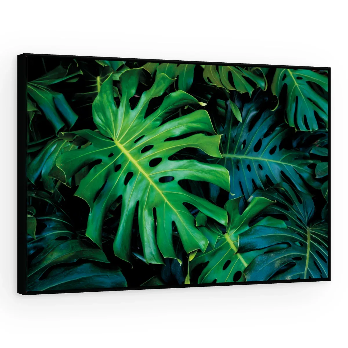 Quadro Decorativo Canvas Monstera Selvagem - FO0066