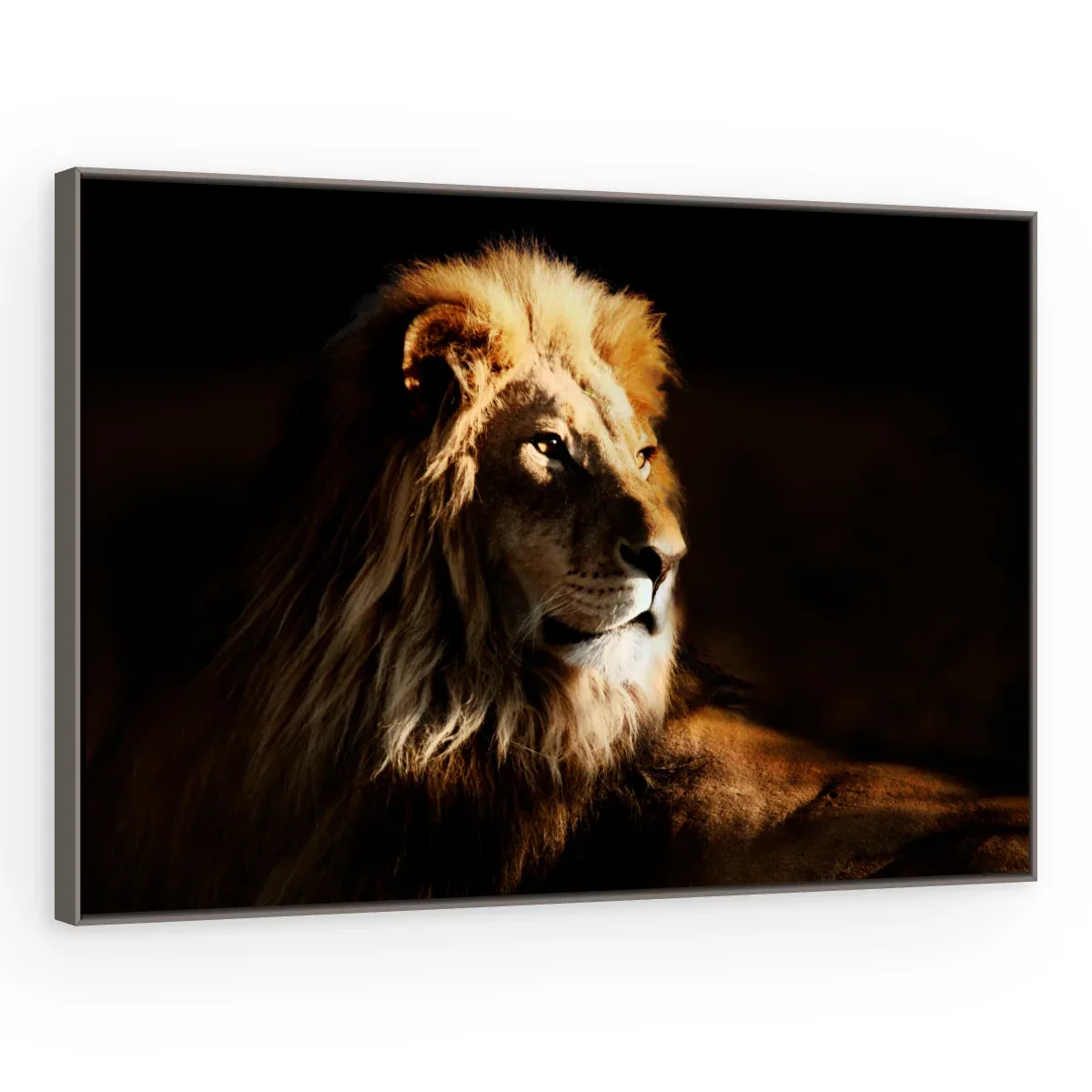 Quadro Decorativo Canvas Leão Repouso - LE0001